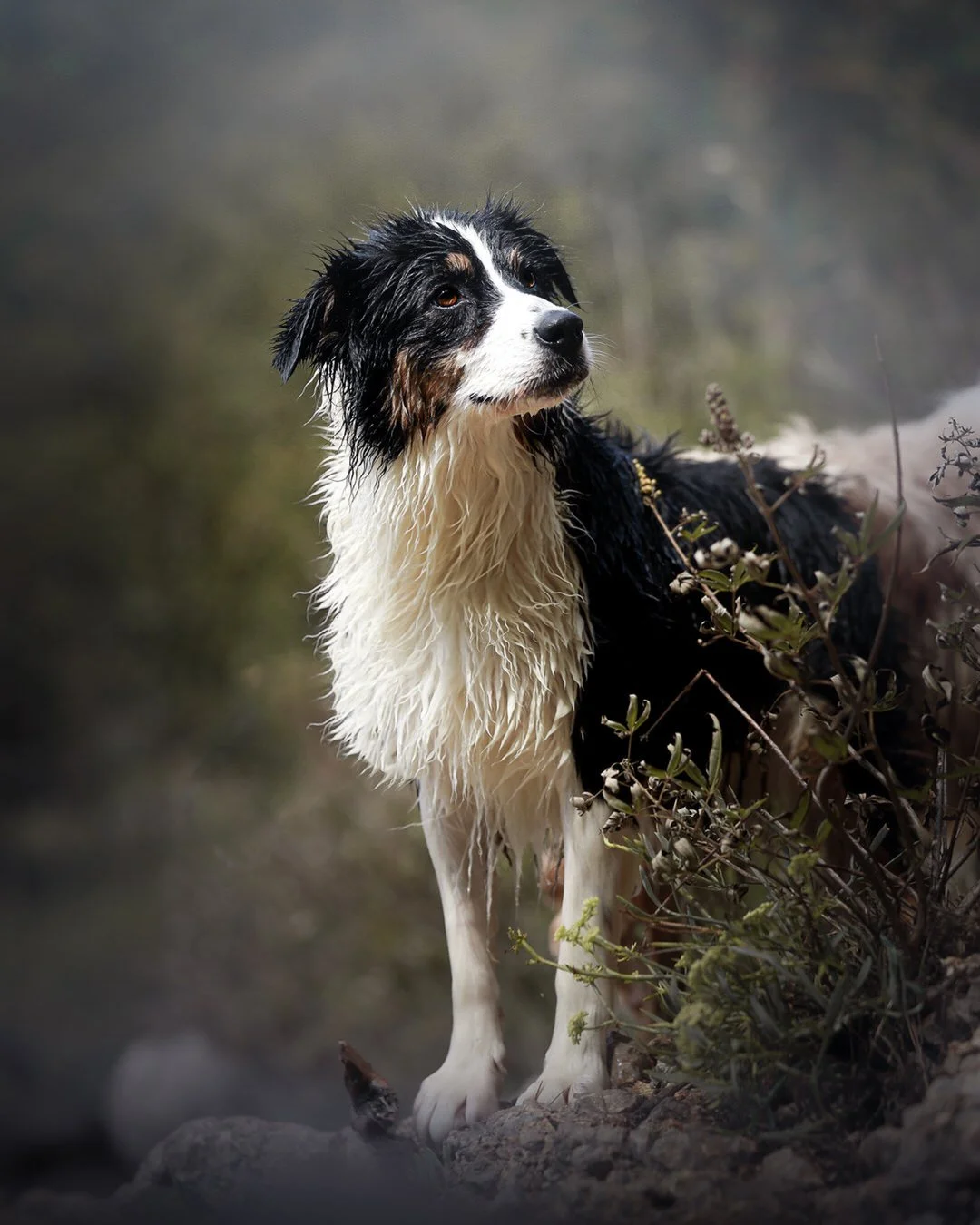 Wet Australian Shepherd dog standing outdoors among grass and plants with a blurred background.