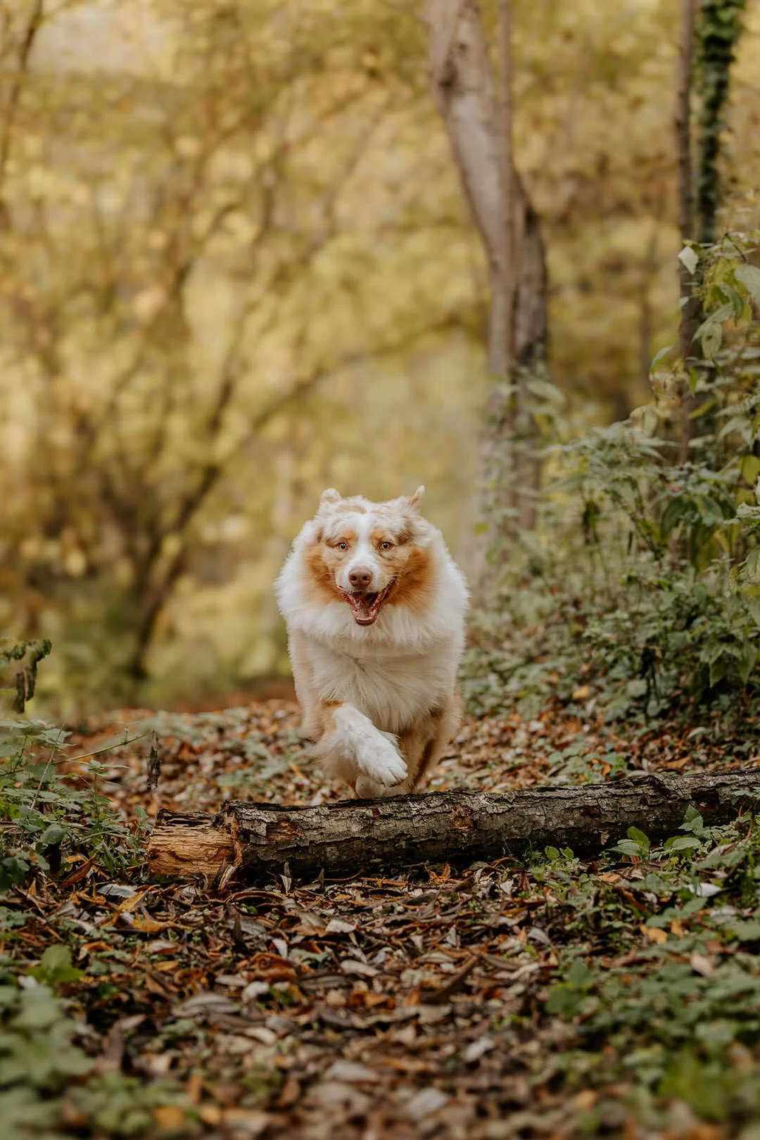 A fluffy, happy dog running through a forest with fallen leaves and a tree log on the ground.