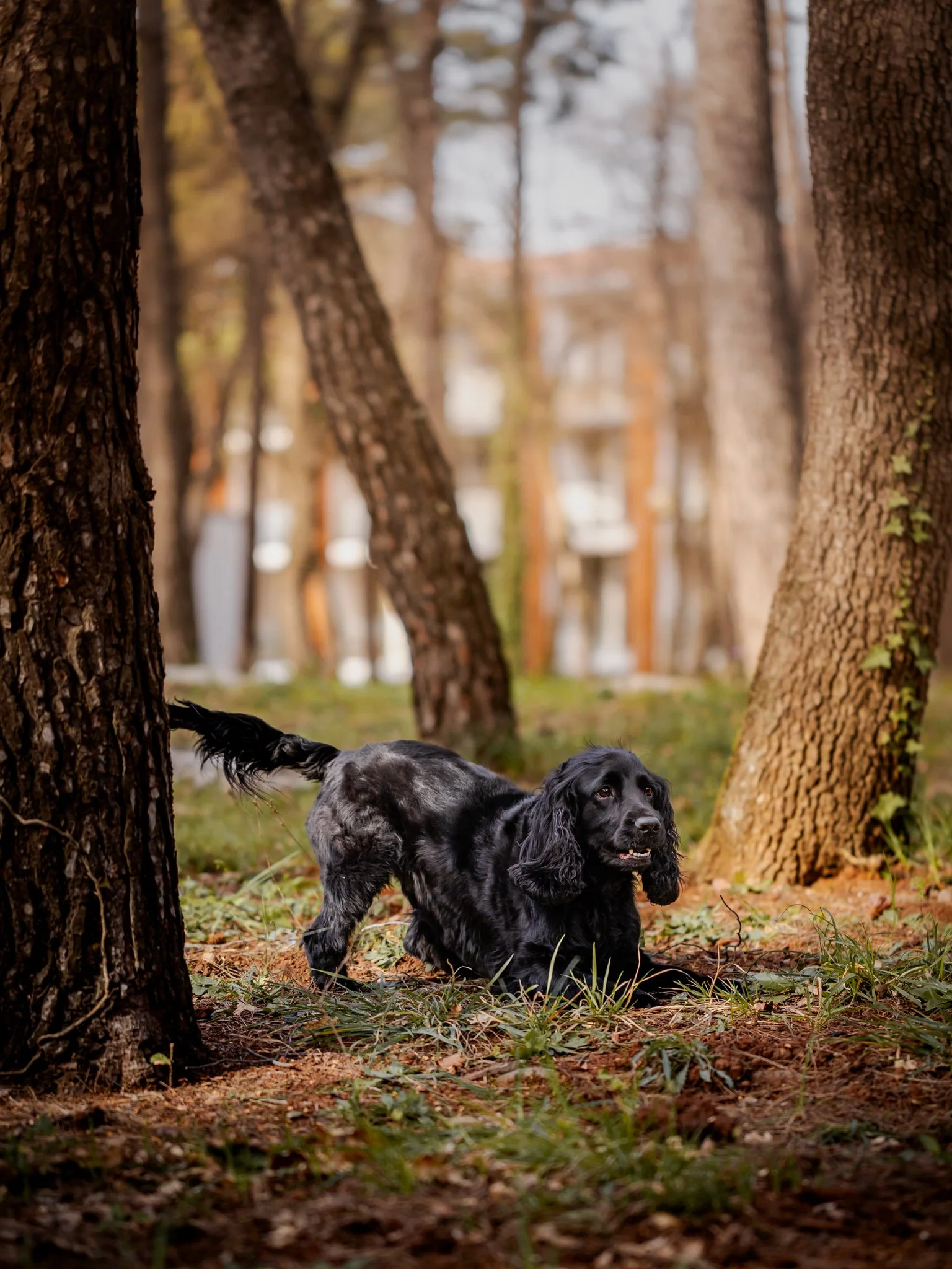 Black dog with long ears in a forest with trees and fallen leaves.