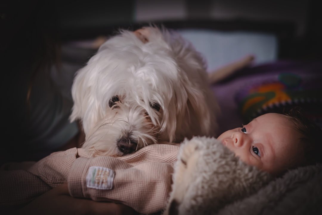 A white fluffy dog lying next to a baby's head, both resting on a soft blanket.