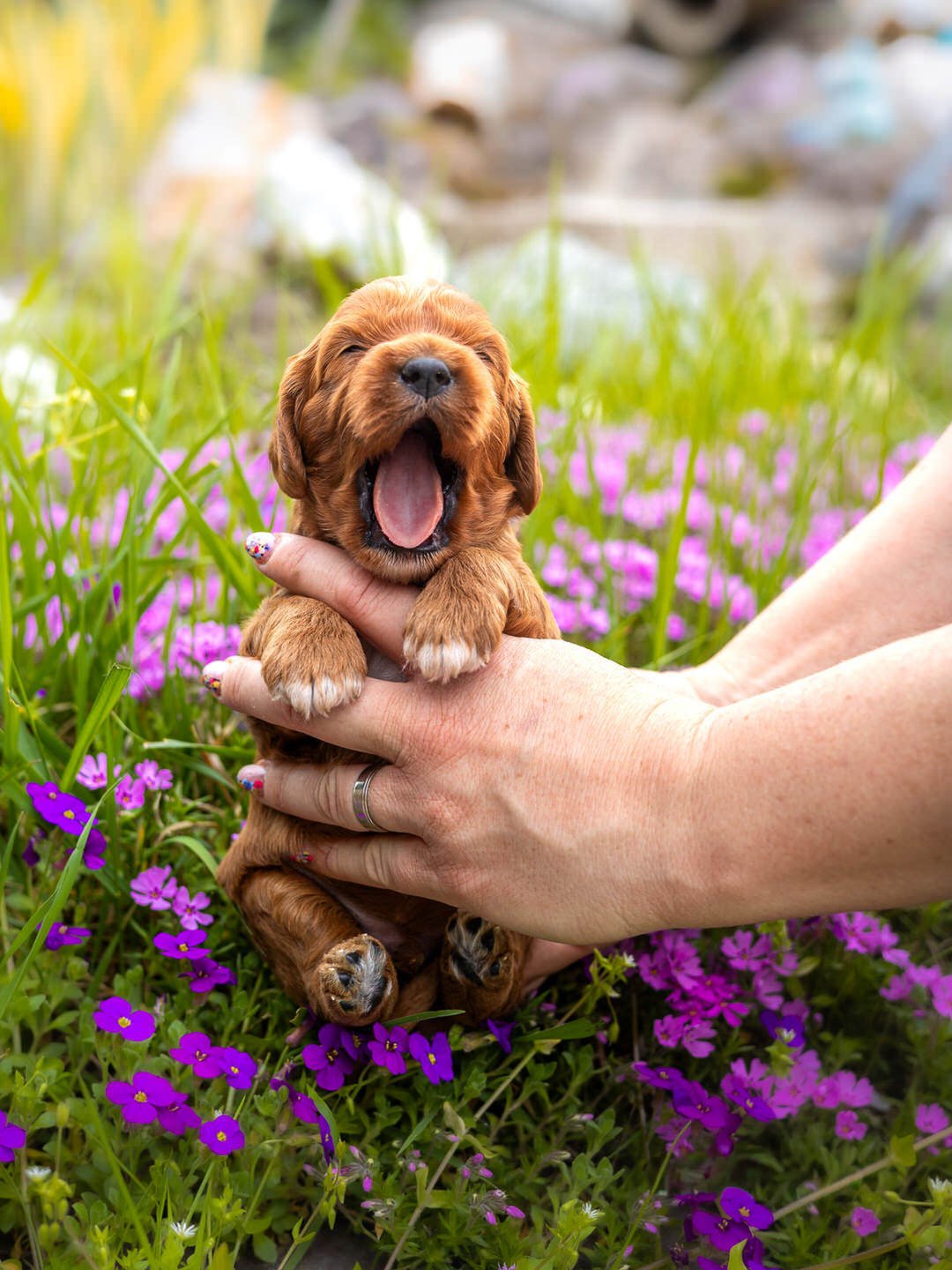 A person holding a yawning puppy over purple flowers in a garden setting.