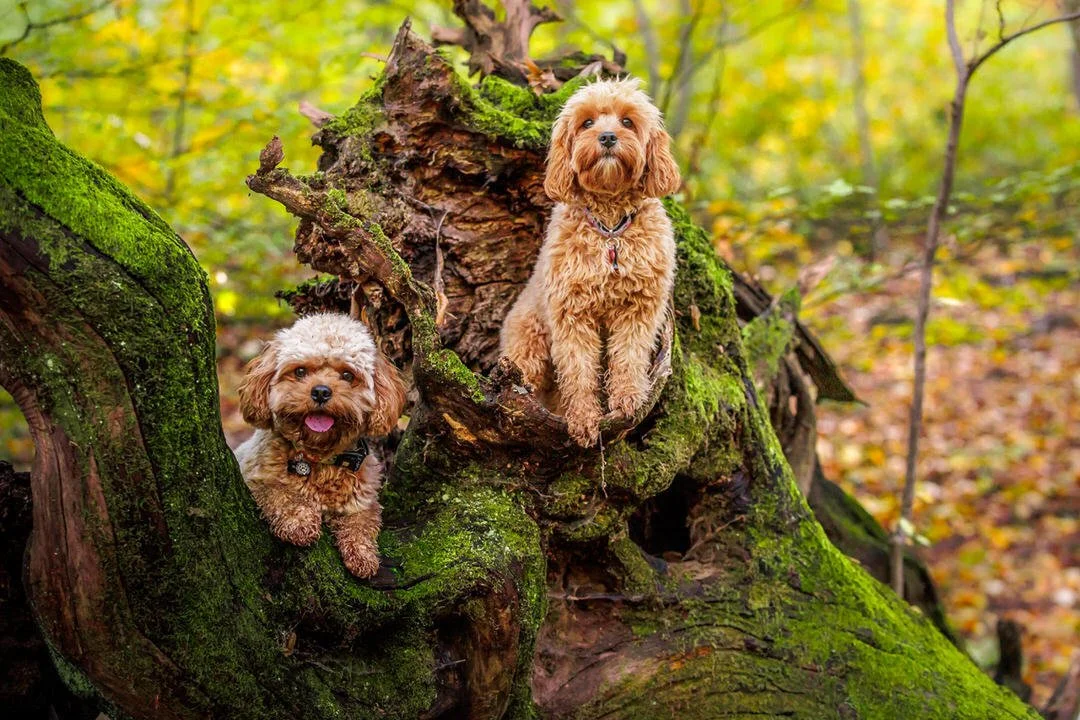 Two small brown cavapoo dogs with curly fur sitting on a moss-covered fallen tree in a forest with autumn leaves.