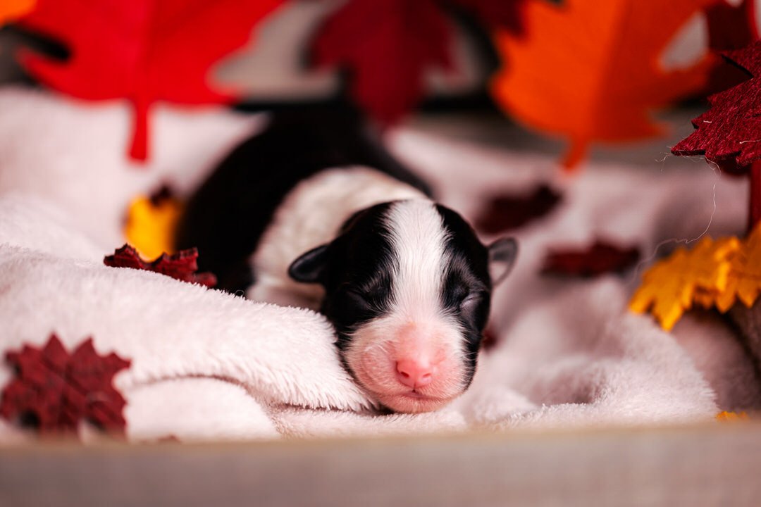 A tiny black and white aussie puppy sleeping on a soft white blanket surrounded by autumn leaves decorations.