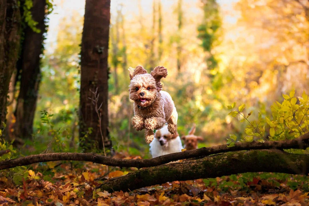 A small mixed-breed dog jumping over a fallen tree branch in an autumn forest with yellow and orange leaves on the ground and trees in the background.