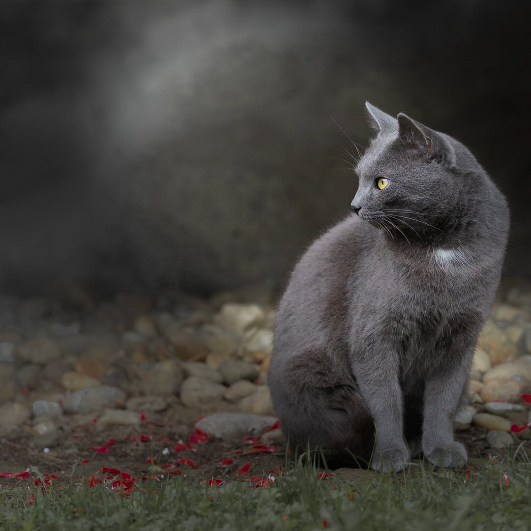 A grey cat with yellow eyes sitting outdoors on rocky ground with some red flower petals scattered around, looking to the right.