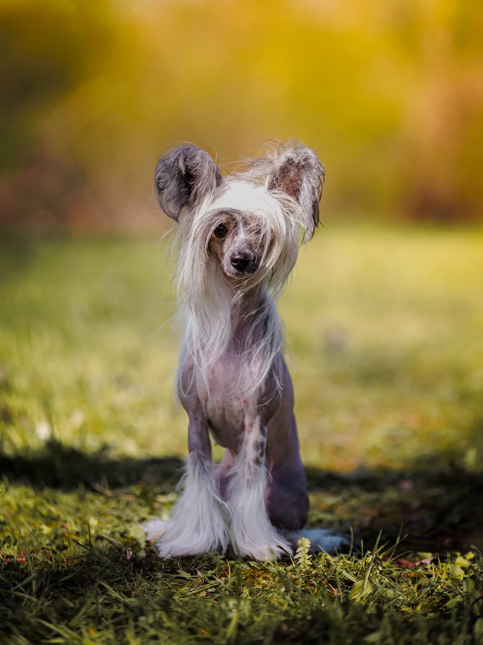 An adorable Chinese Crested Dog with long, flowing fur on its head and ears, walking through a grassy area with colorful foliage in the background.
