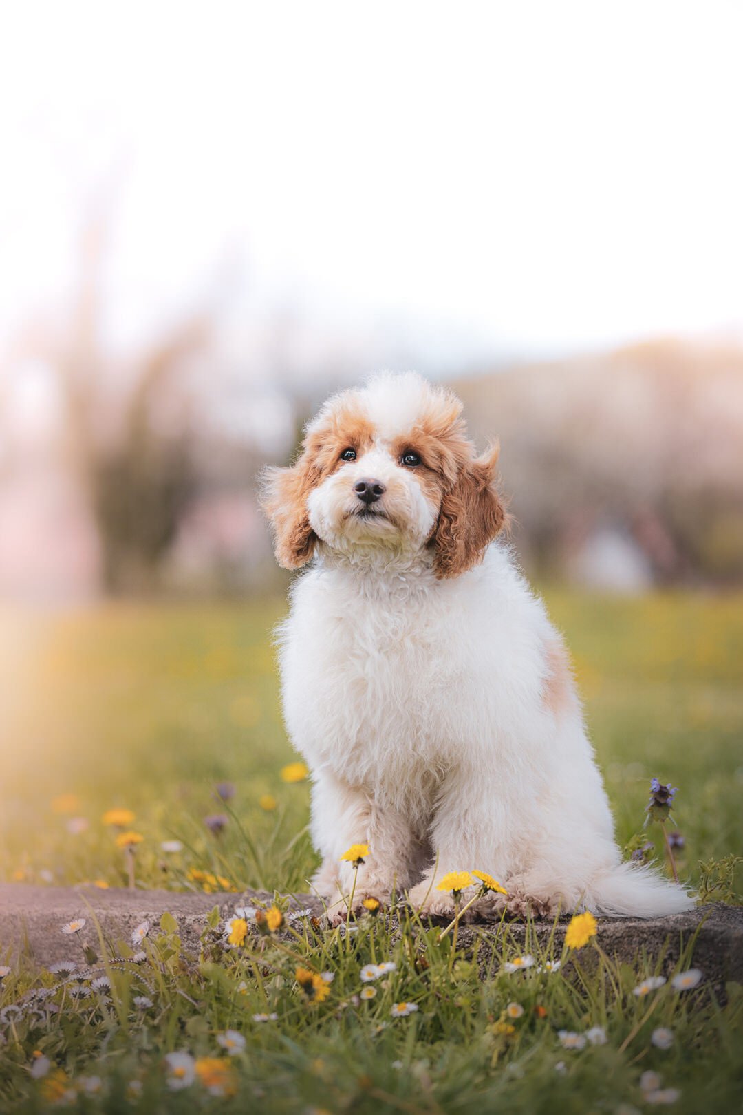 A cute puppy with white and brown curly fur sitting on a grassy field with yellow and purple flowers, blurred outdoor background.