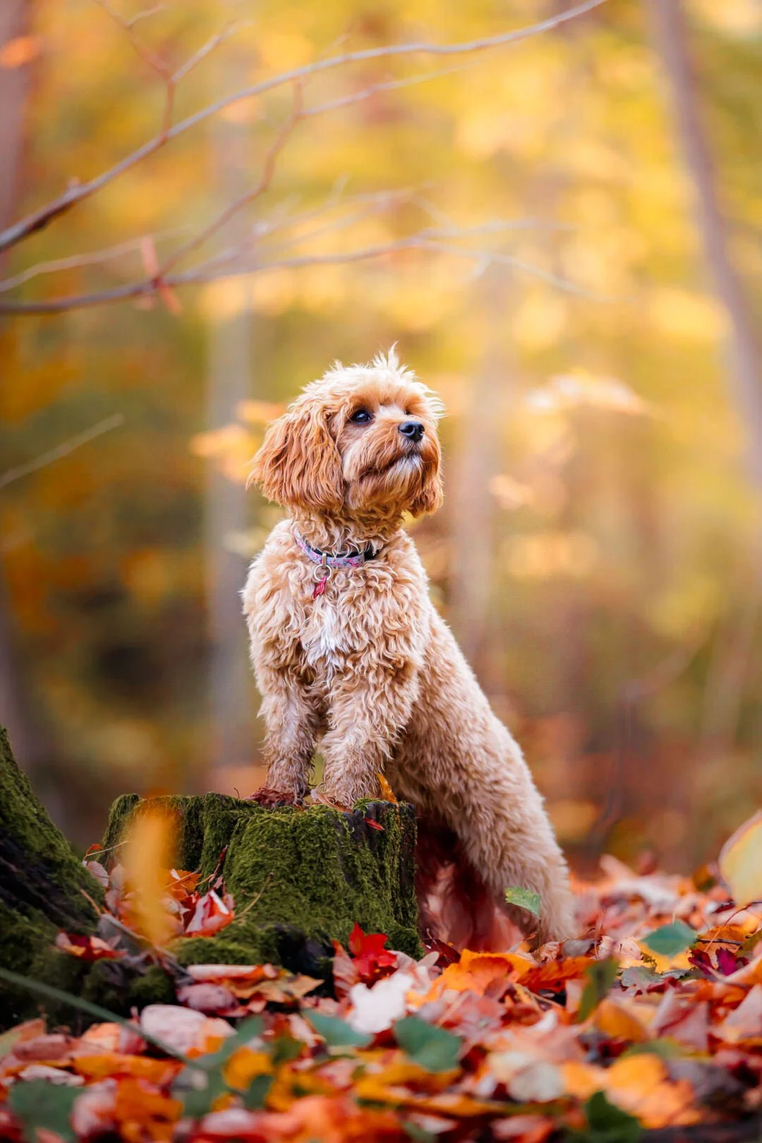 A curly-haired tan dog with a collar sitting on a mossy tree stump in an autumn forest with fallen leaves and blurred yellow and orange foliage in the background.