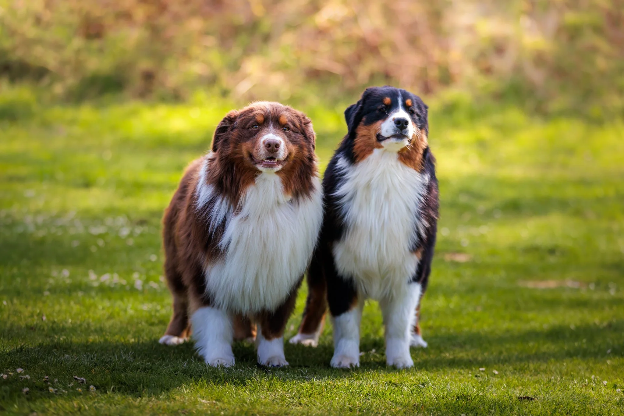 Two Australian shepherds standing on a grassy field with blurred trees in the background.