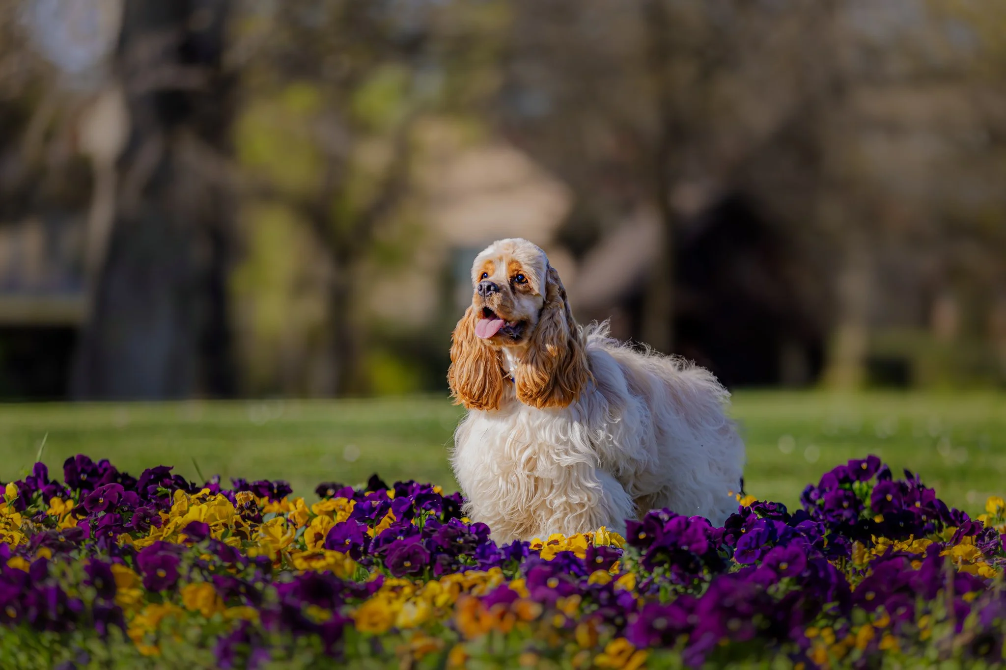 An American Cocker Spaniel with long curly ears and white and brown fur standing in a garden with purple and yellow flowers, with a blurred background of trees.