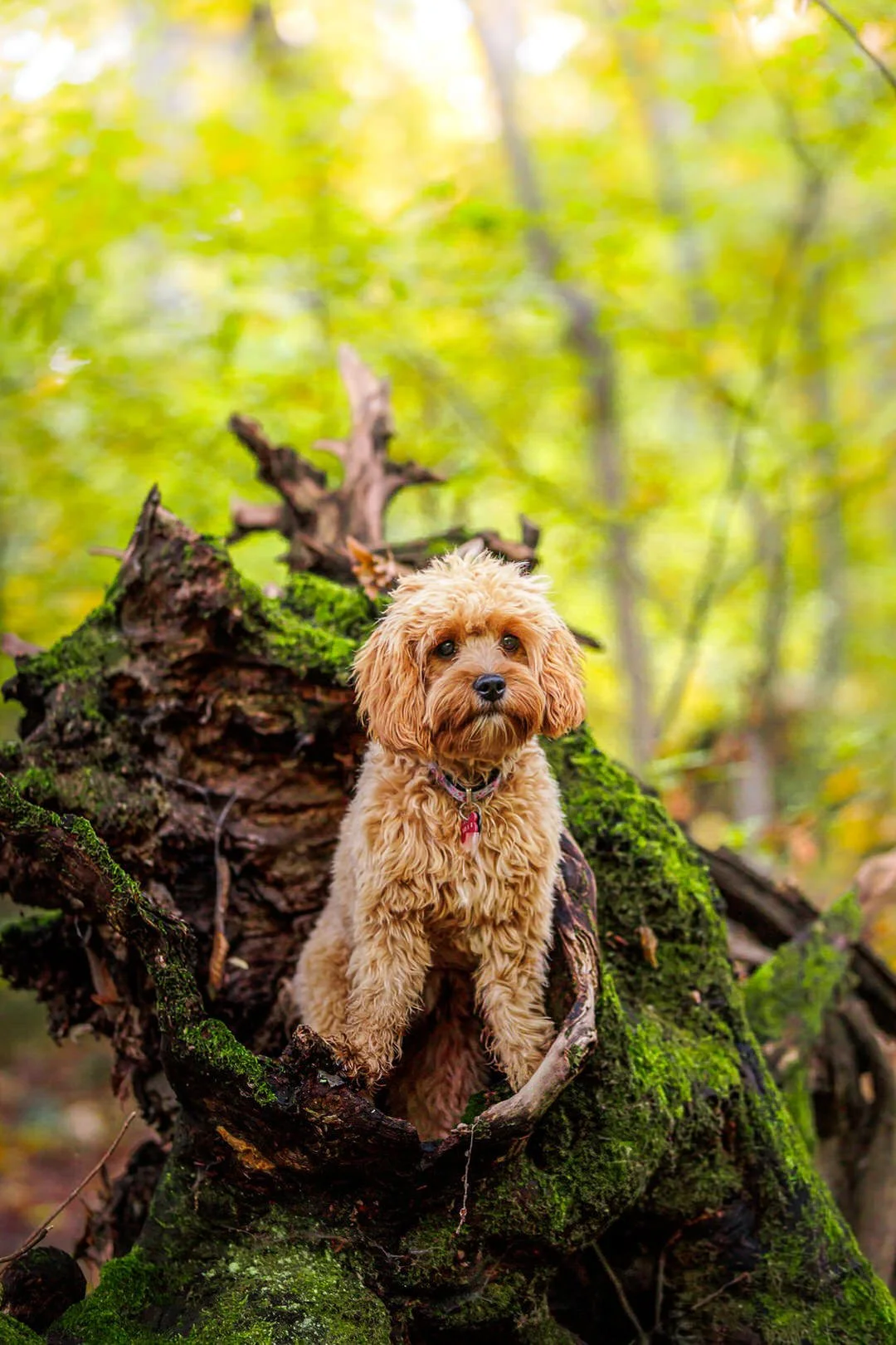 A cute, fluffy, light brown dog with floppy ears sitting inside a hollow, moss-covered tree trunk in a lush green forest.