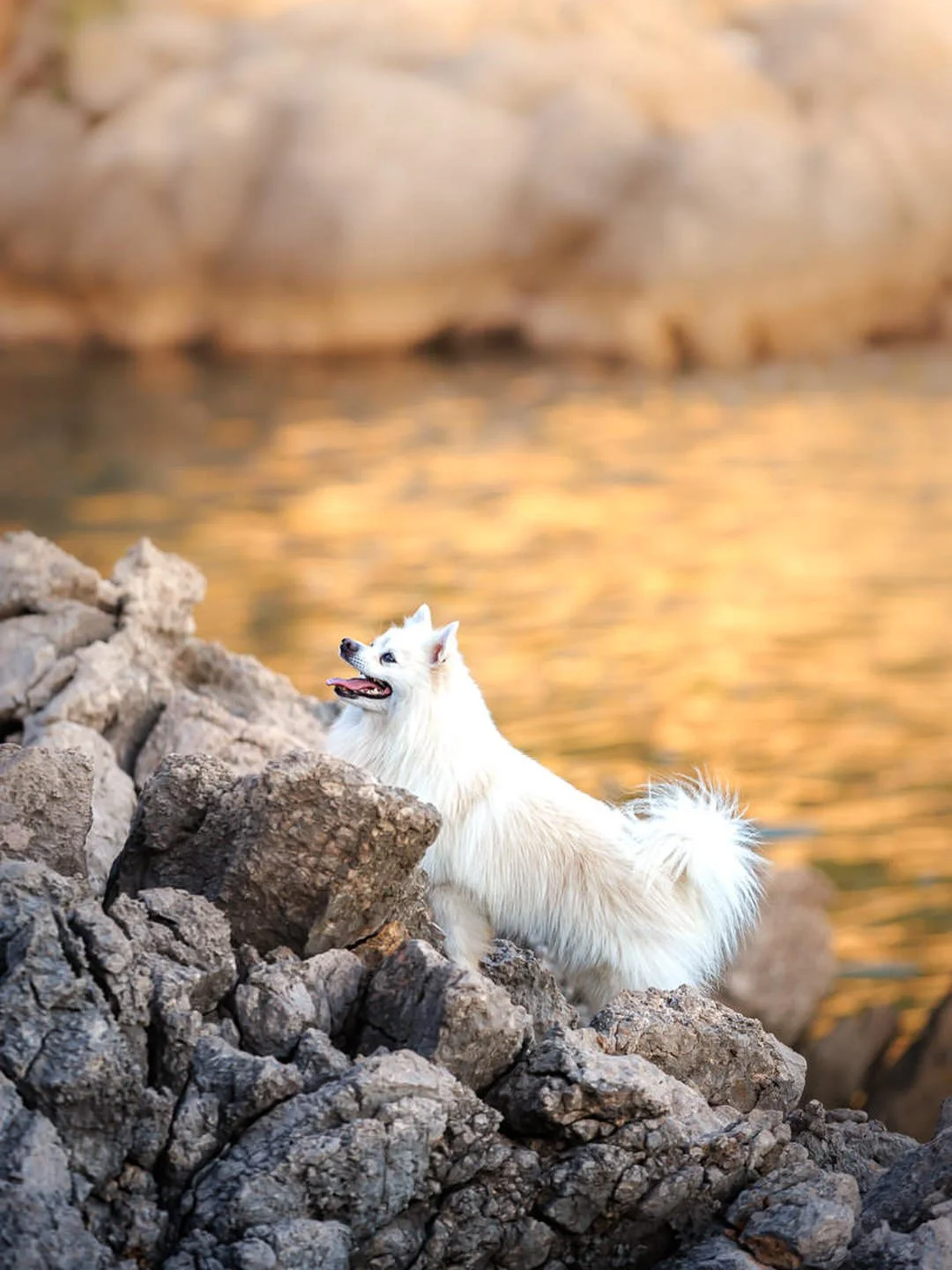 A white fluffy dog standing on rocky terrain near a body of water during sunset