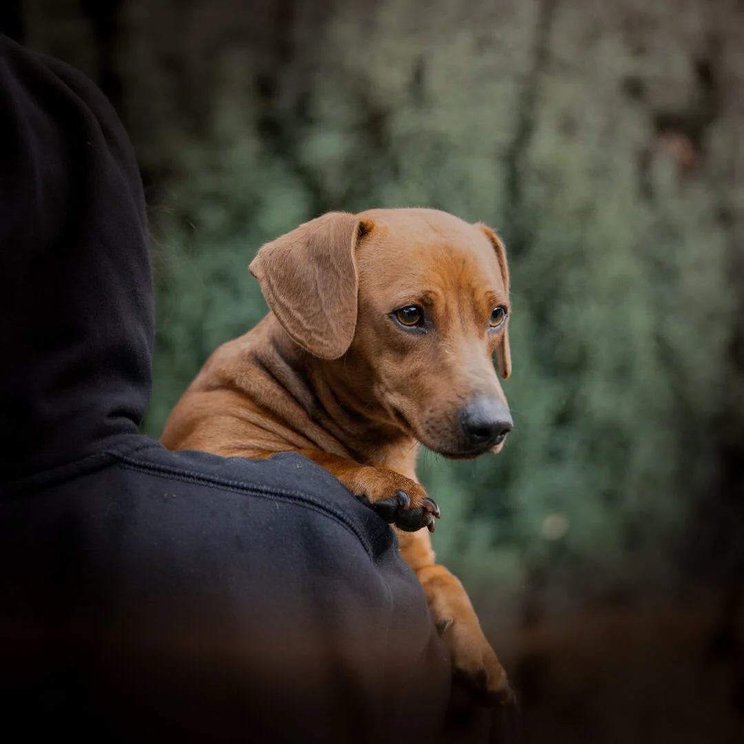 Close-up of a brown daschund  with floppy ears being held in a person's arms, looking off to the side with a curious expression.
