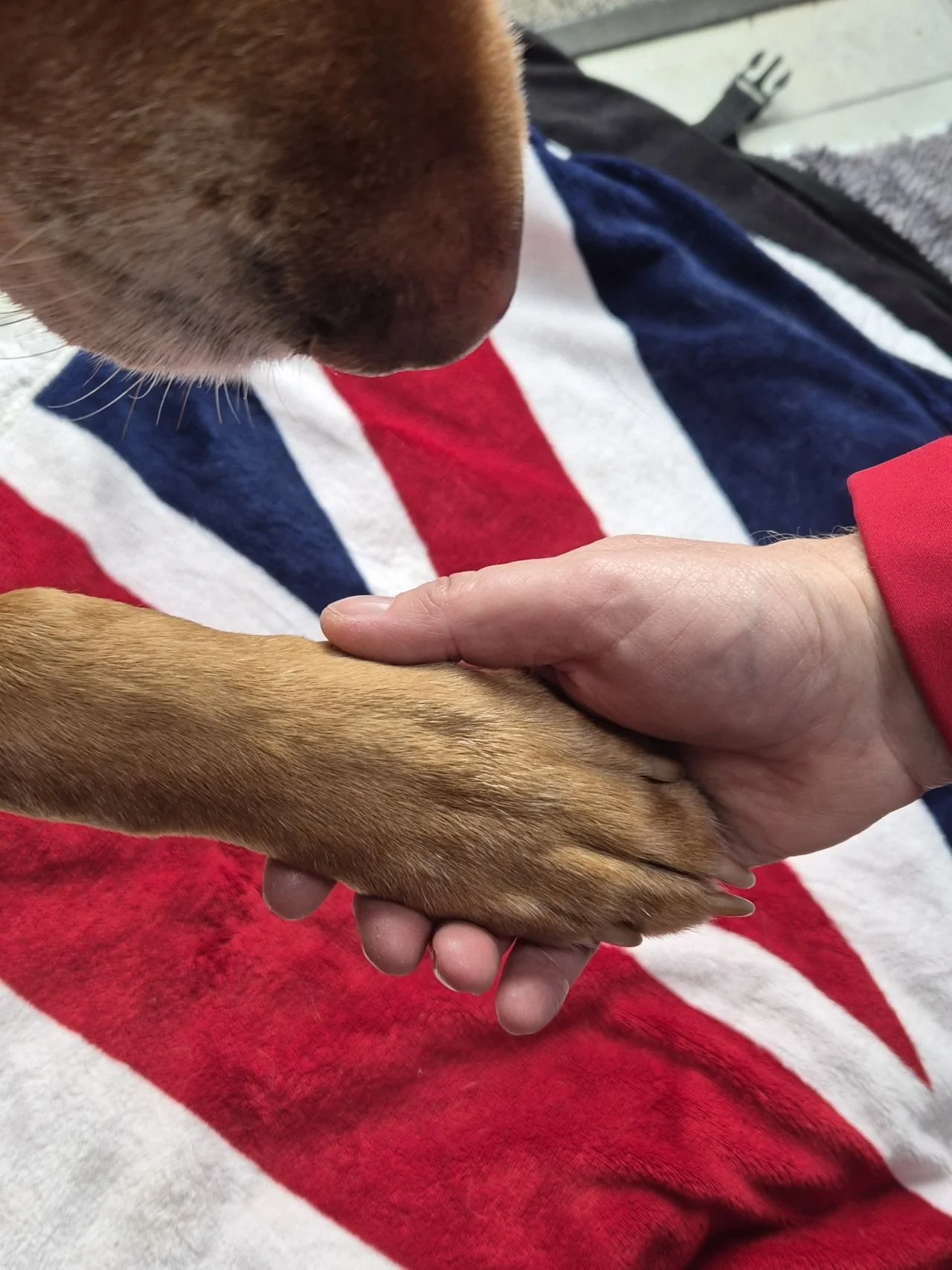 Giving military and blue light veterans with PTSD a helping hand