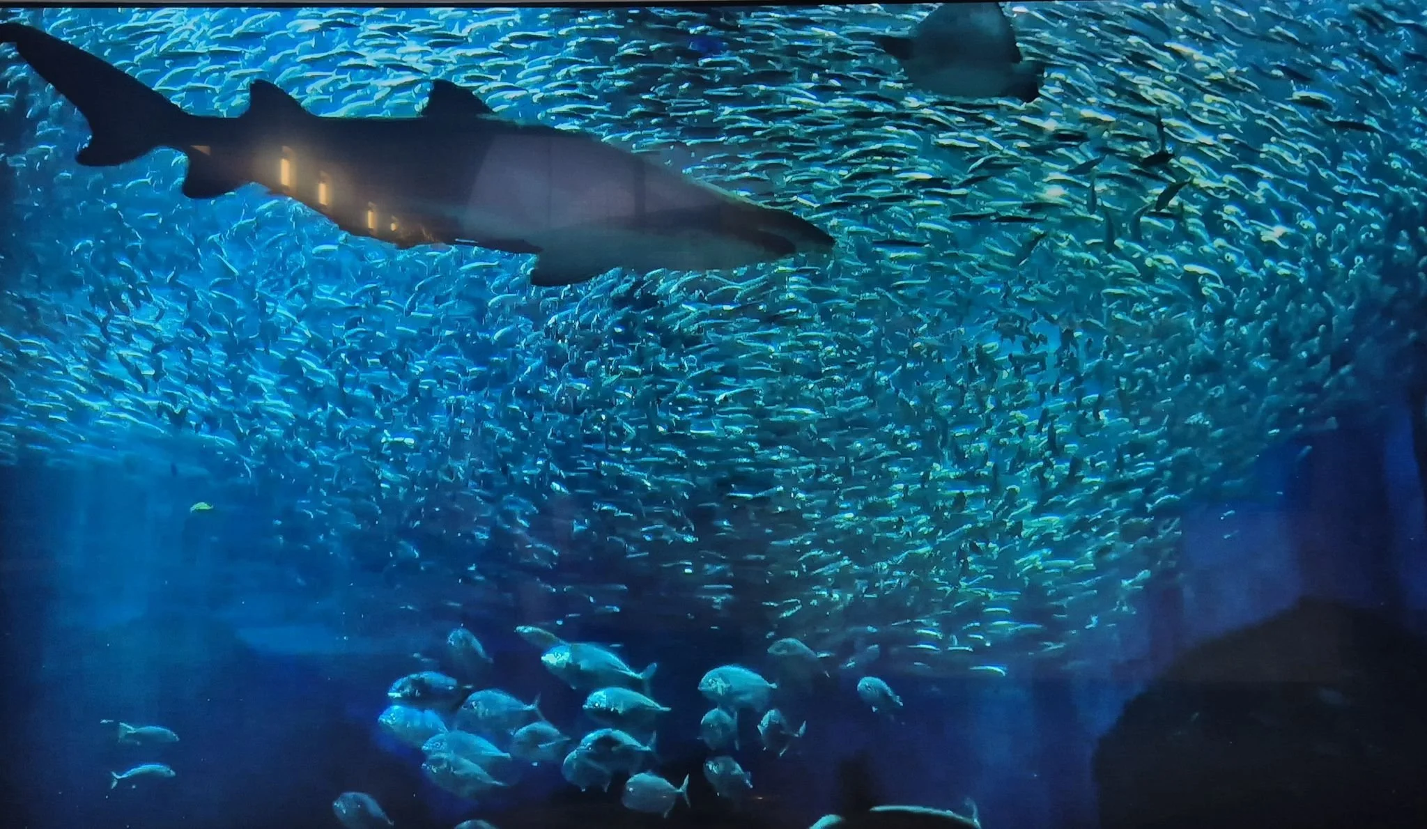 The ocean is everything