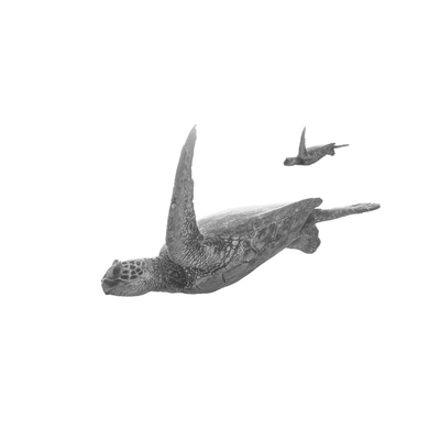 A sea turtle swimming with a small shark above it against a black background.