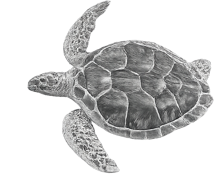 Black and white drawing of a sea turtle swimming in the ocean.