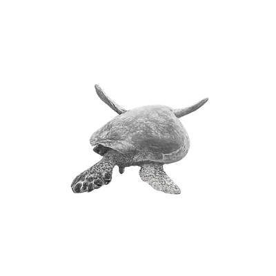 A black and white photograph of a baby turtle.