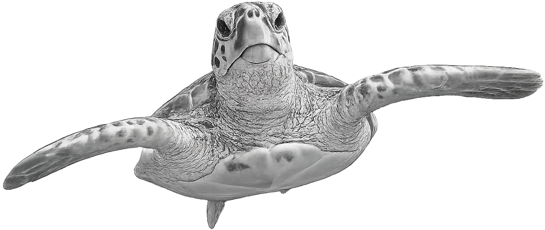 Black and white photograph of a sea turtle swimming against a black background, viewed from below.