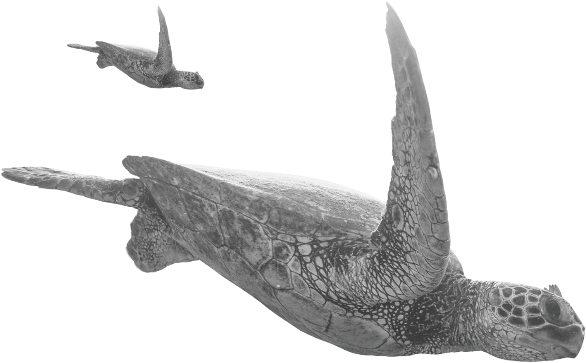 Black and white image of a sea turtle and a smaller turtle.