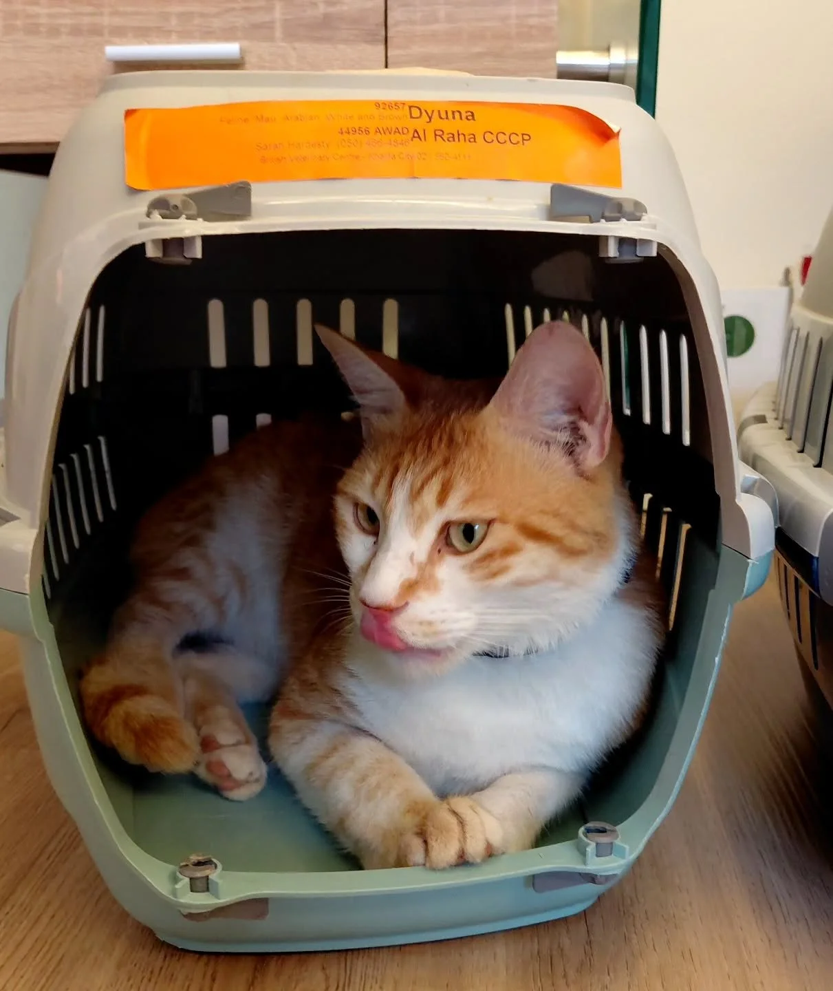 If You Want to Catch a Cat… Just Put Down a Box