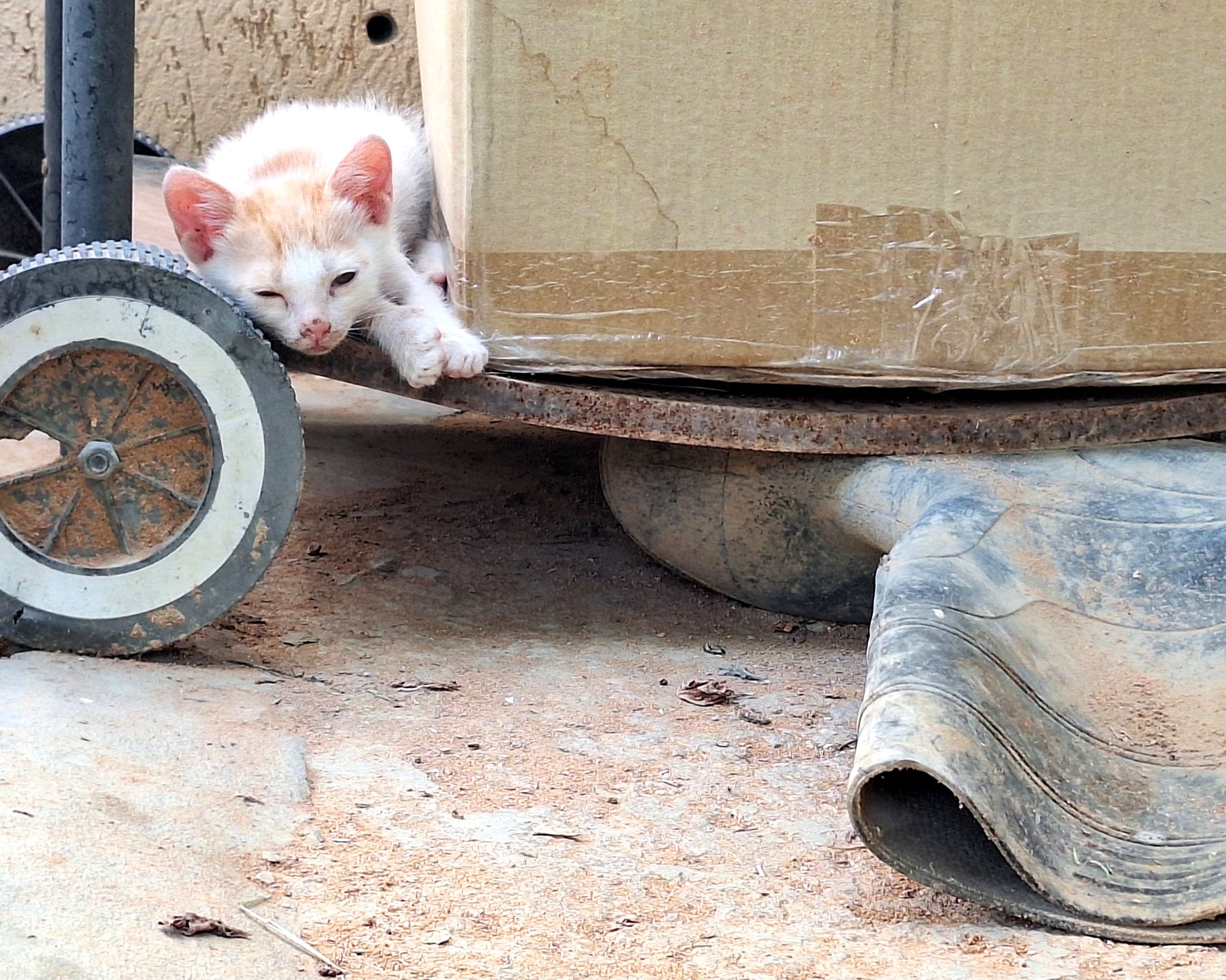 A white and orange kitten crouching behind a rusty metal wheel and pipes, peeking out from behind a cardboard box, on dirt ground.