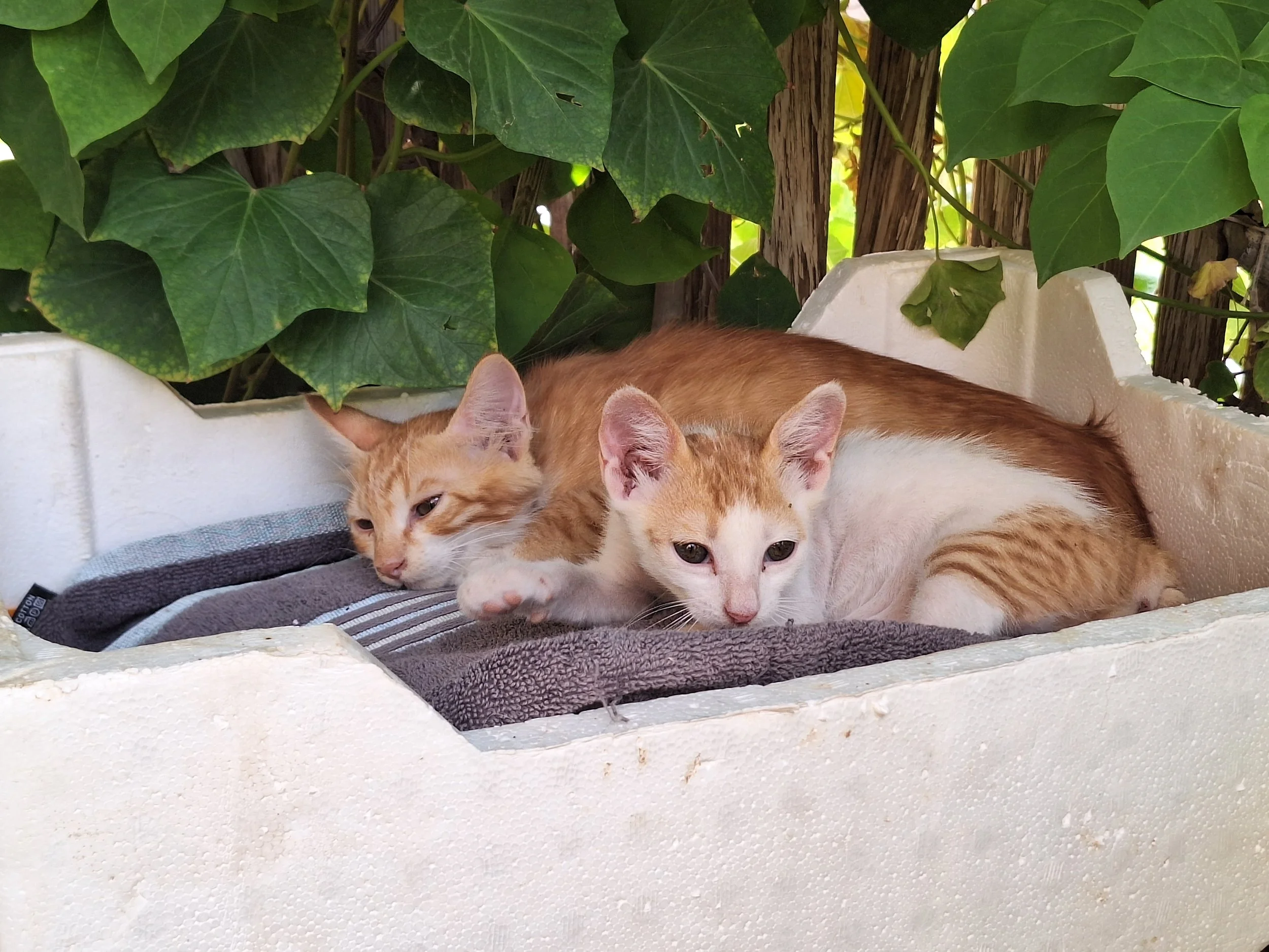 Two orange and white kittens lying on a gray and black striped blanket inside a white foam box, with green ivy leaves and wooden slats in the background.
