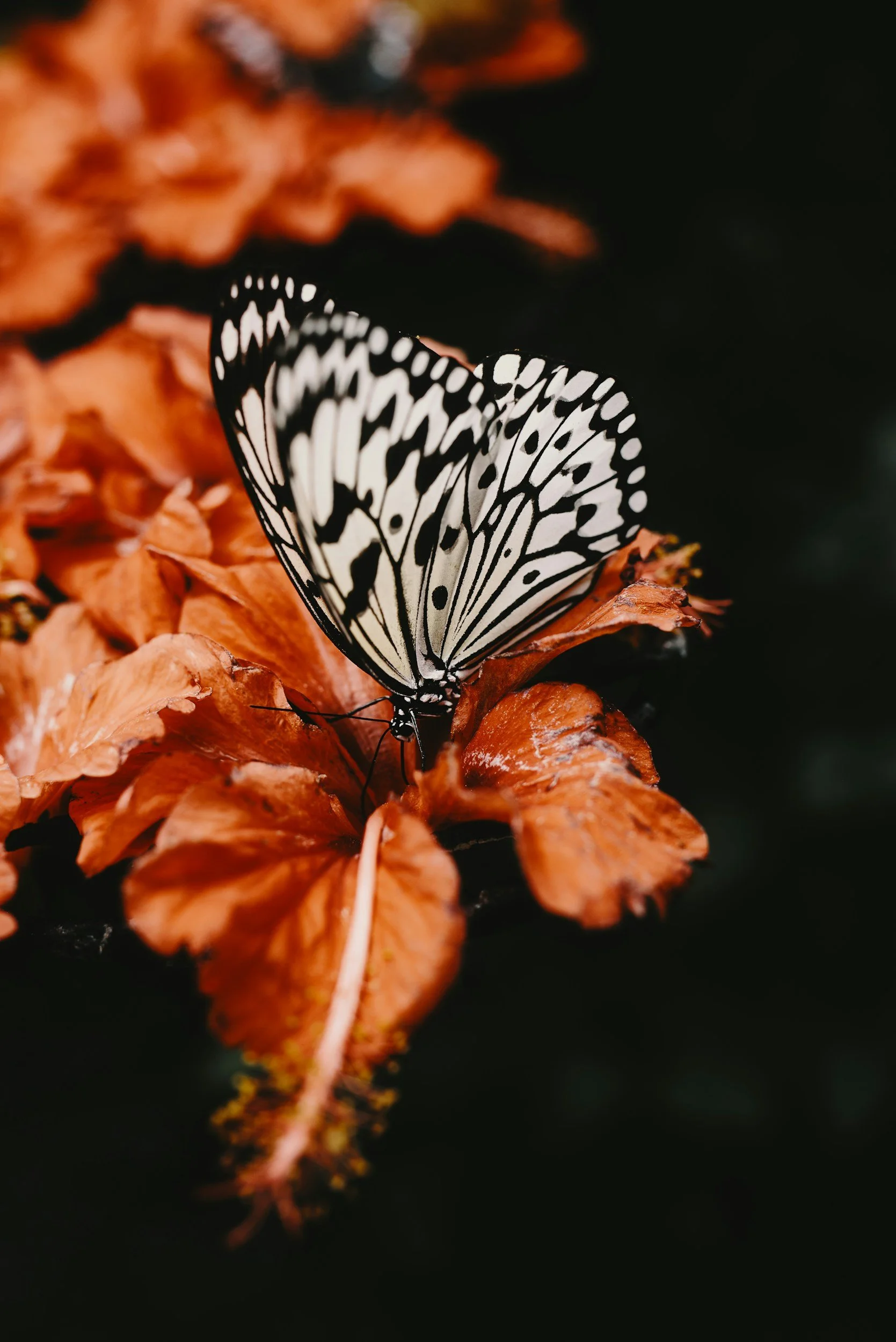 Schmetterling mit schwarzen und weißen Flügeln auf braunen Herbstblättern.