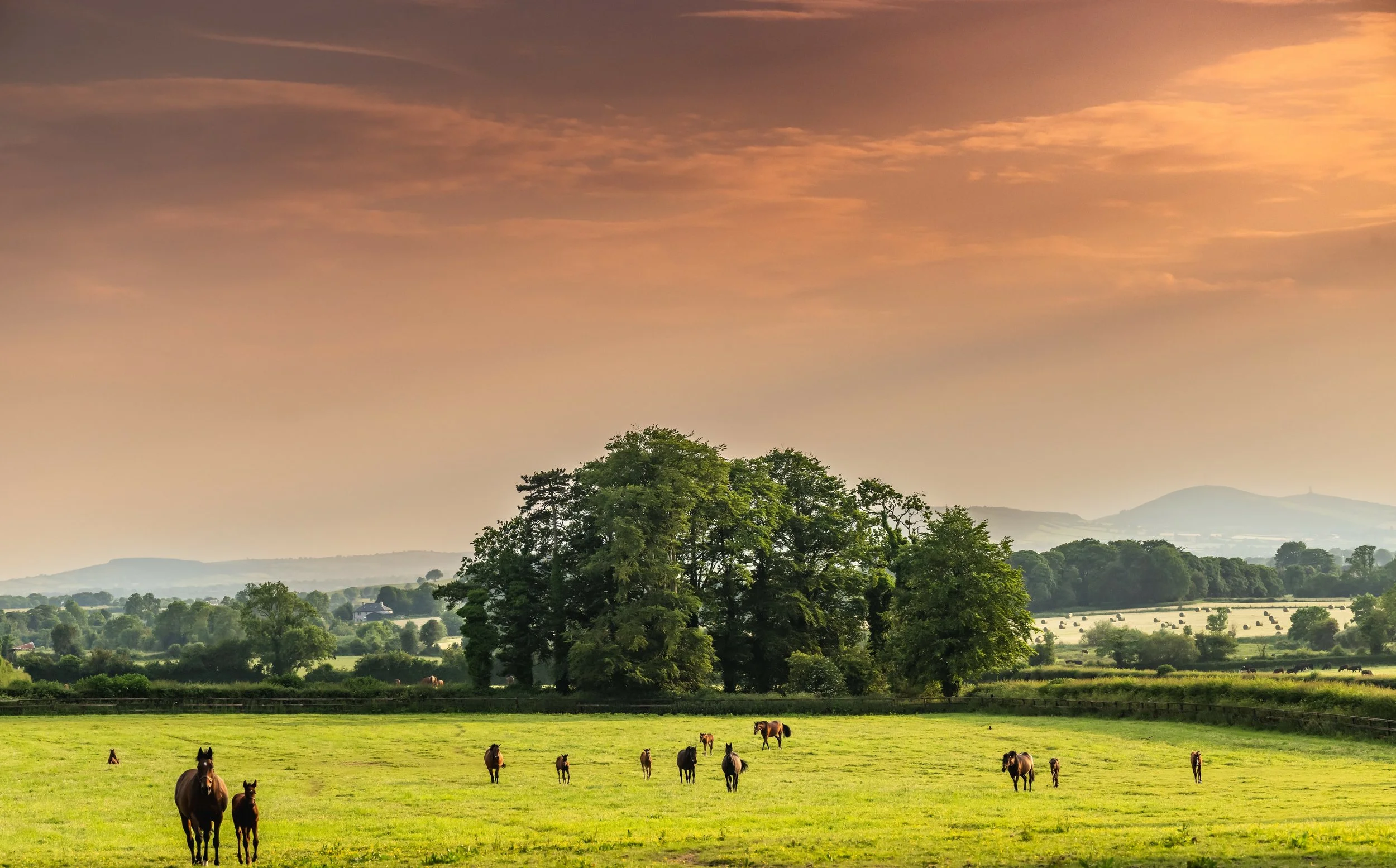 Rathmore-Stud-June-2023-428.jpg