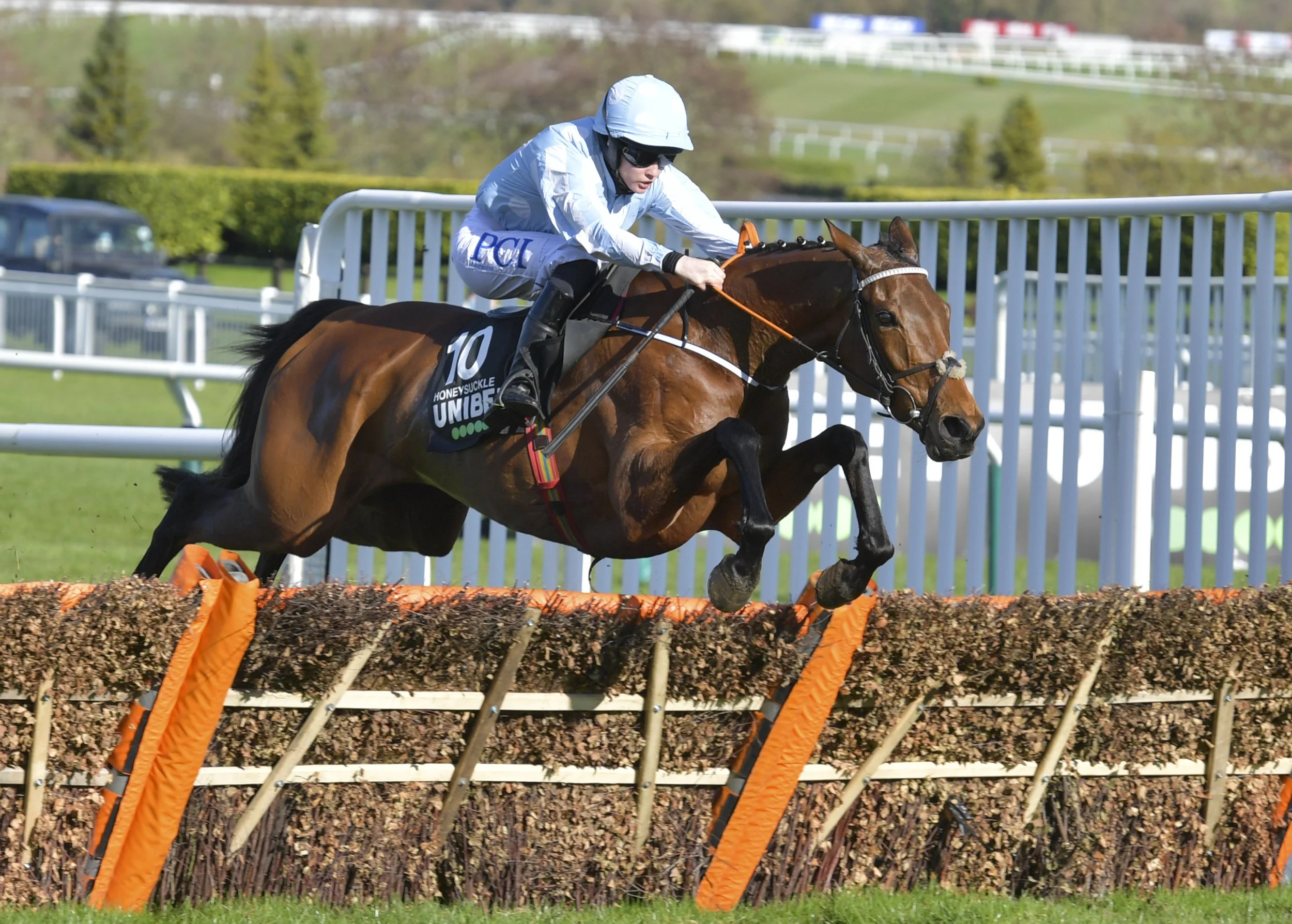 Horse Honeysuckle jumping fence and unbeaten over 13 races