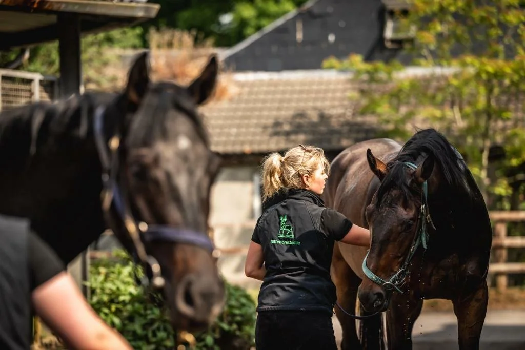 A woman grooming a brown horse at Rathmore Stud, with a second dark horse in the foreground.