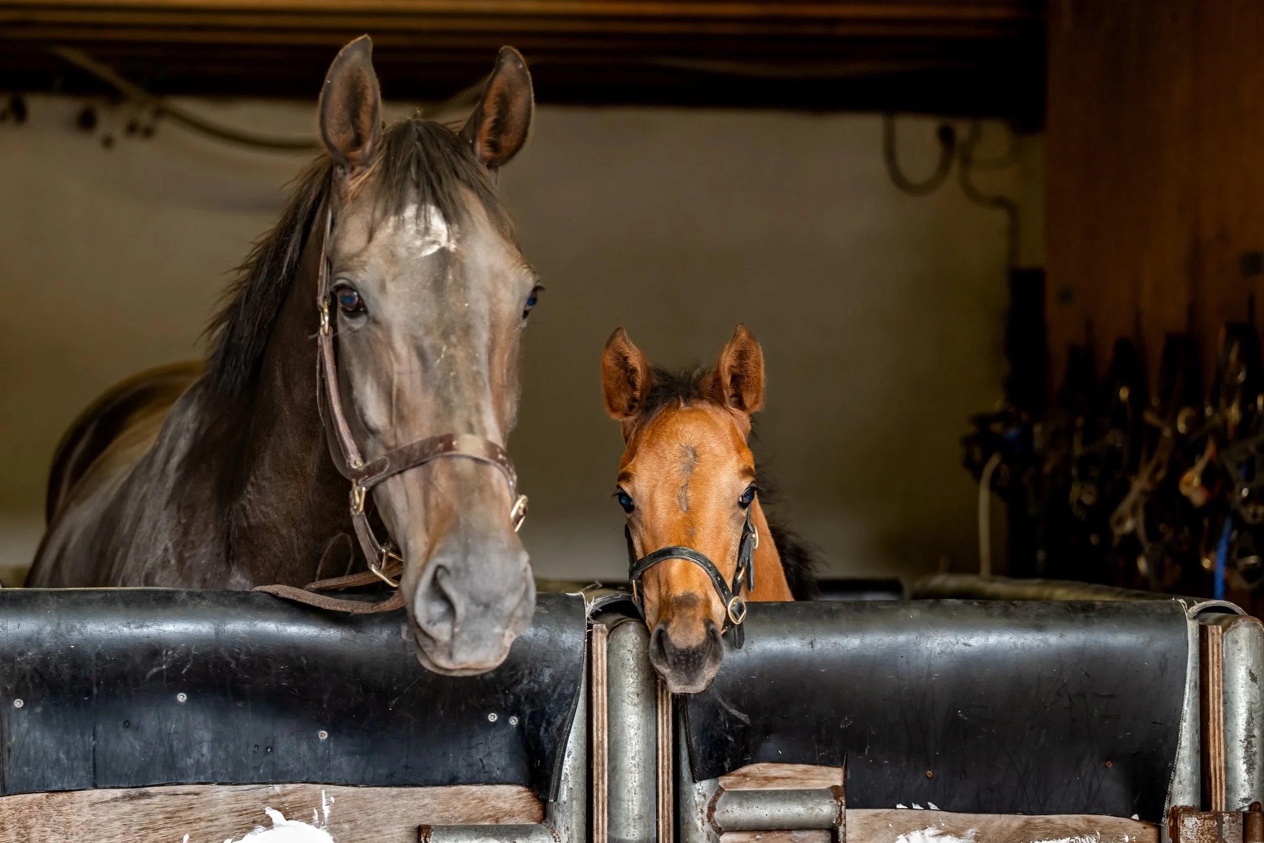 Mare and foal horses, one grey and one brown, are peeking over the barrier in a stable.