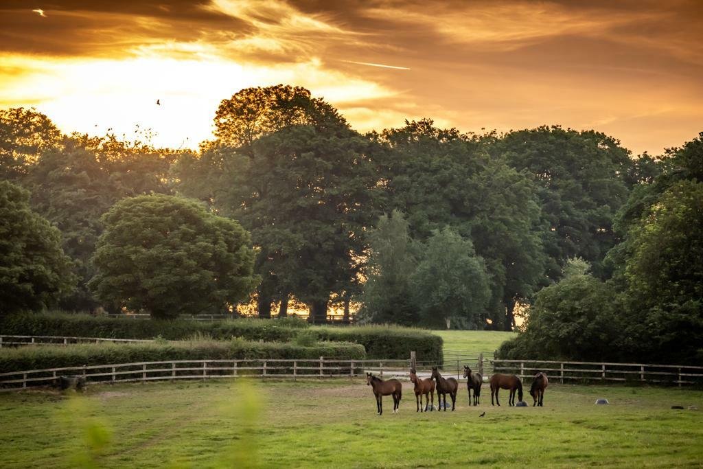 Rathmore Stud, Co. Limerick with trees and a sunset sky in the background.