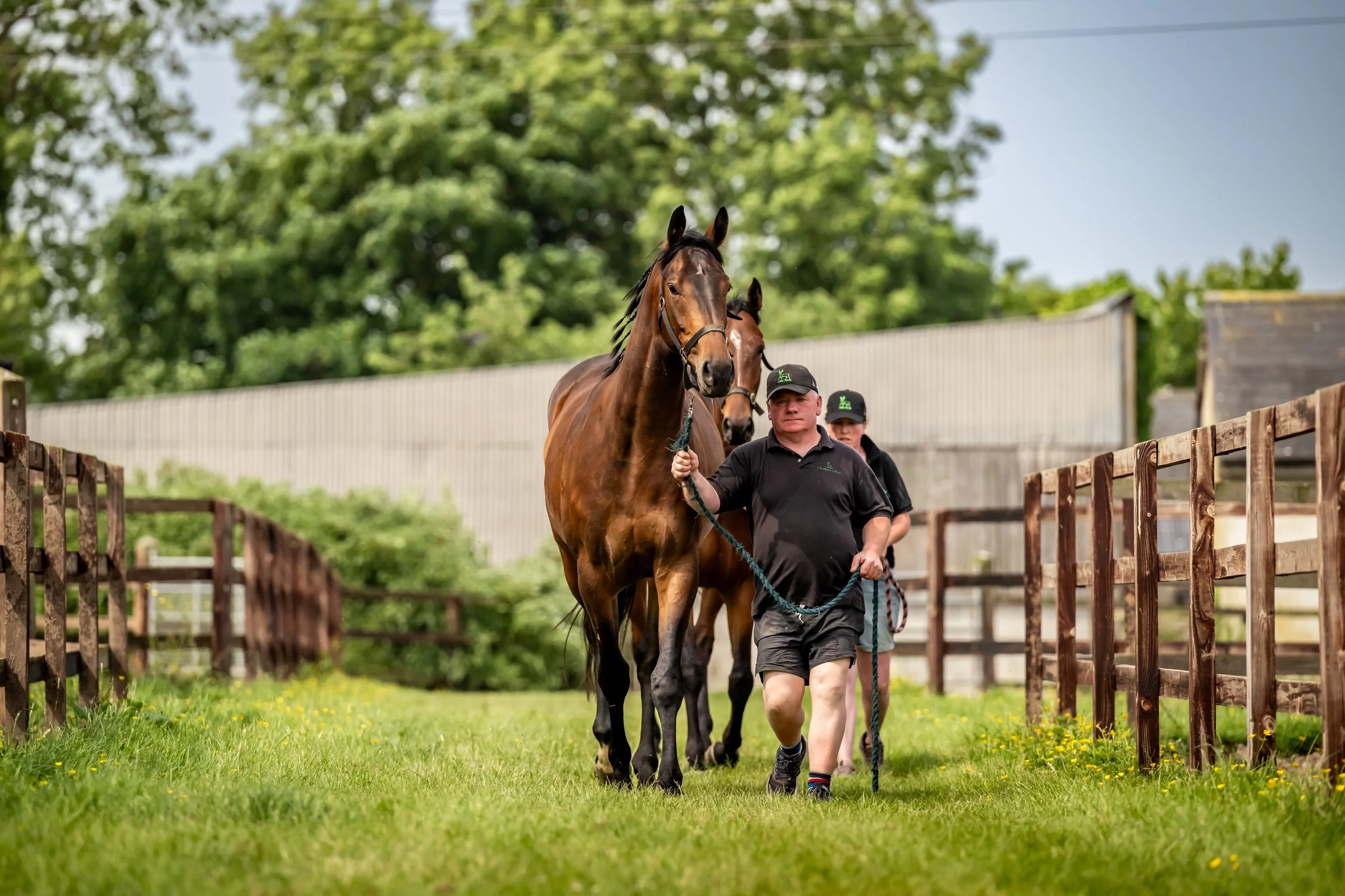 Rathmore Stud a man leading two brown horses through a wooden fence on a green grassy field with trees