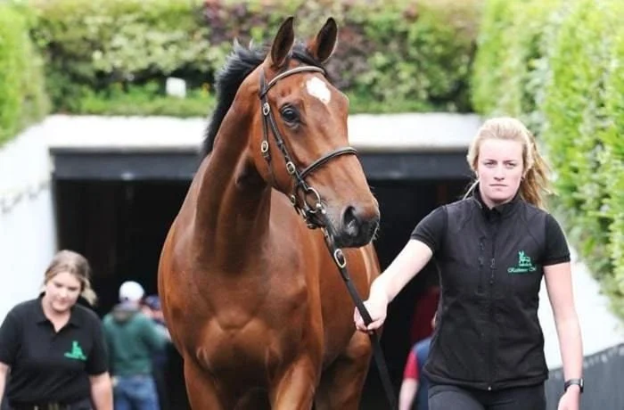 Rathmore Stud at bloodstock sales