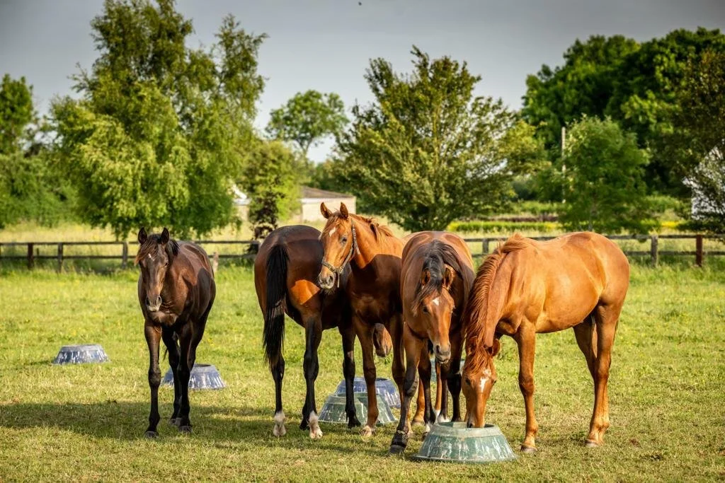Horses in field at Rathmore Stud
