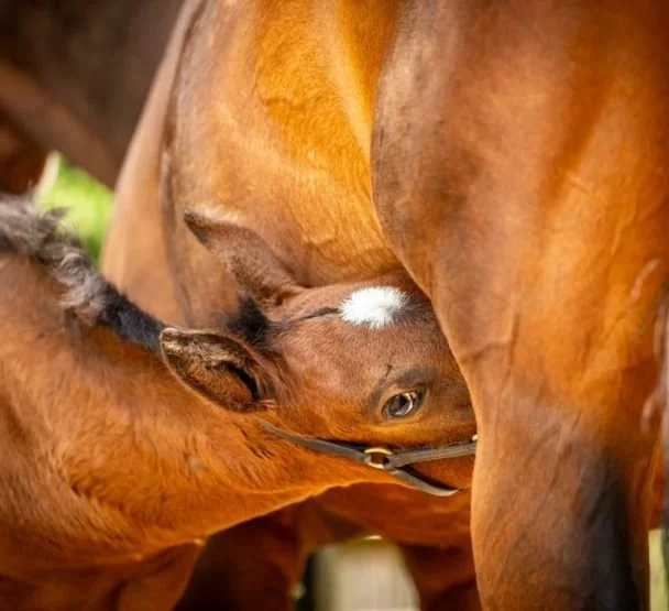 A mare and foal at Rathmore Stud, Ireland