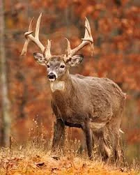 A deer with large antlers standing in an autumn forest.