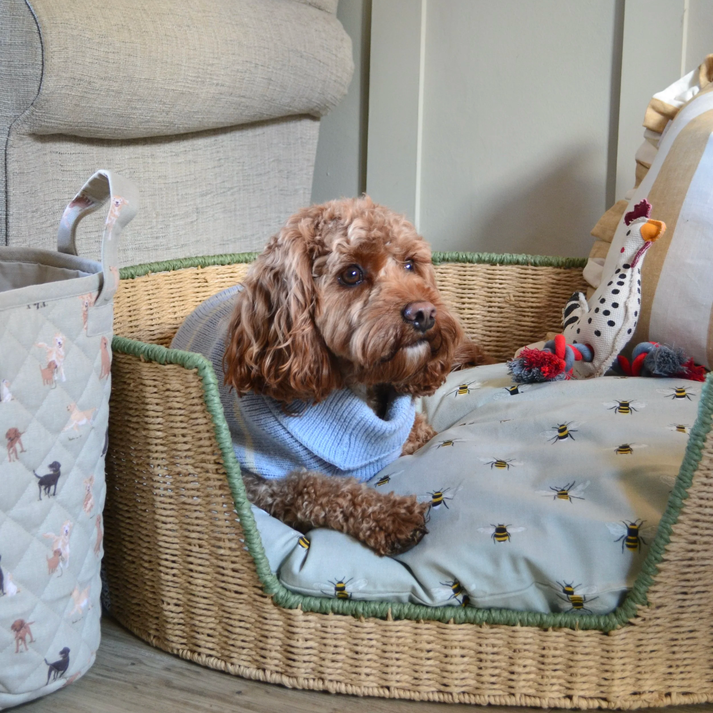 Social media image of a dog in a basket for Sophie Allport