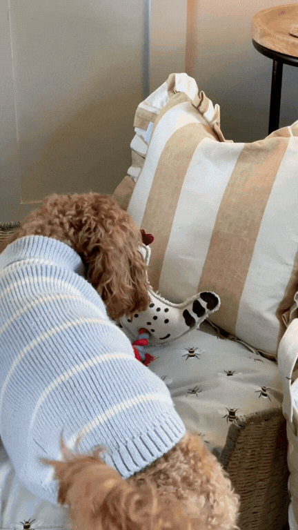 Social media content of a dog in a basket for Sophie Allport