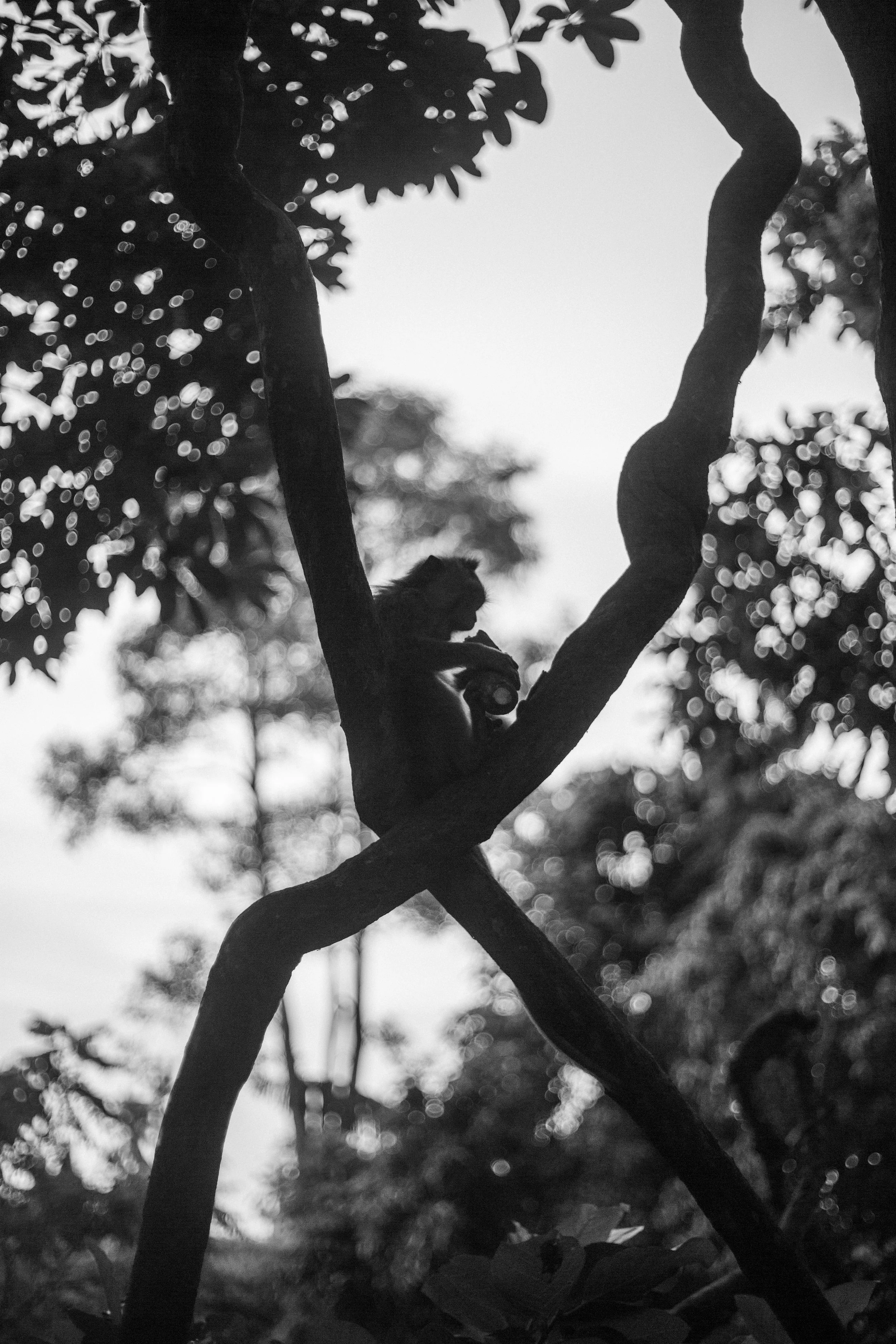 Un singe assis sur une branche d'arbre, en silhouette, entouré de feuillage, en noir et blanc.