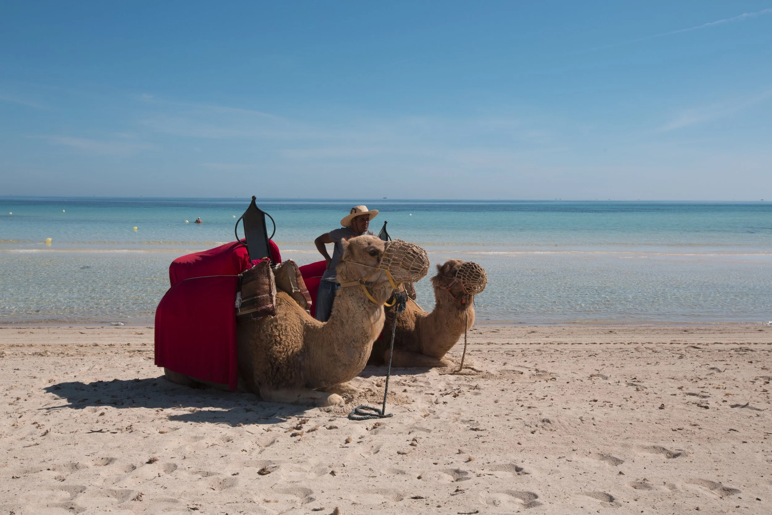 Duo de chameaux avec des conducteurs, assis sur la plage avec vue sur la mer claire et le ciel ensoleillé.