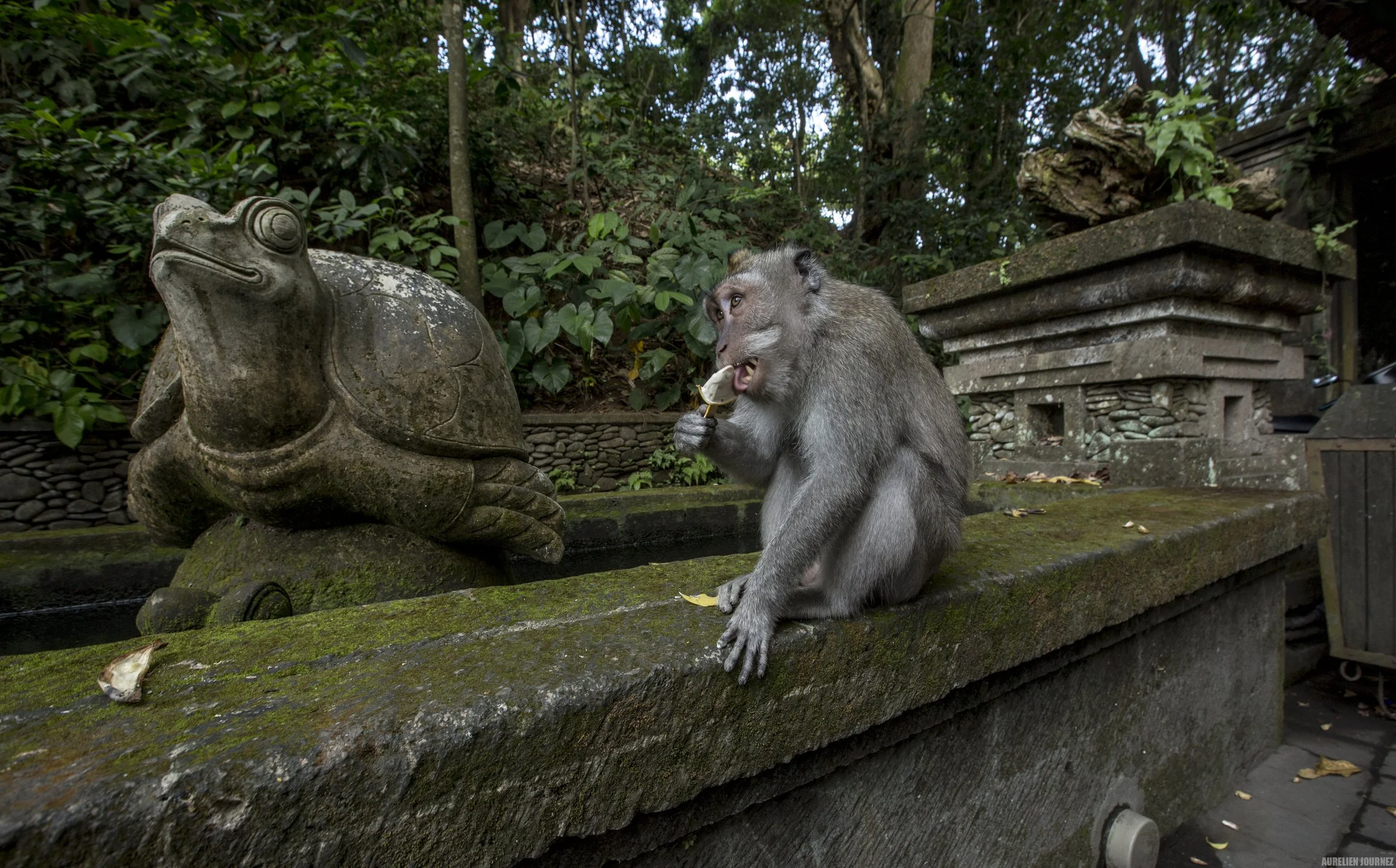 Un singe macaque assis sur un rebord en pierre avec un morceau de nourriture à la main, près d'une statue de tortue en pierre dans un environnement naturel avec des arbres en arrière-plan.