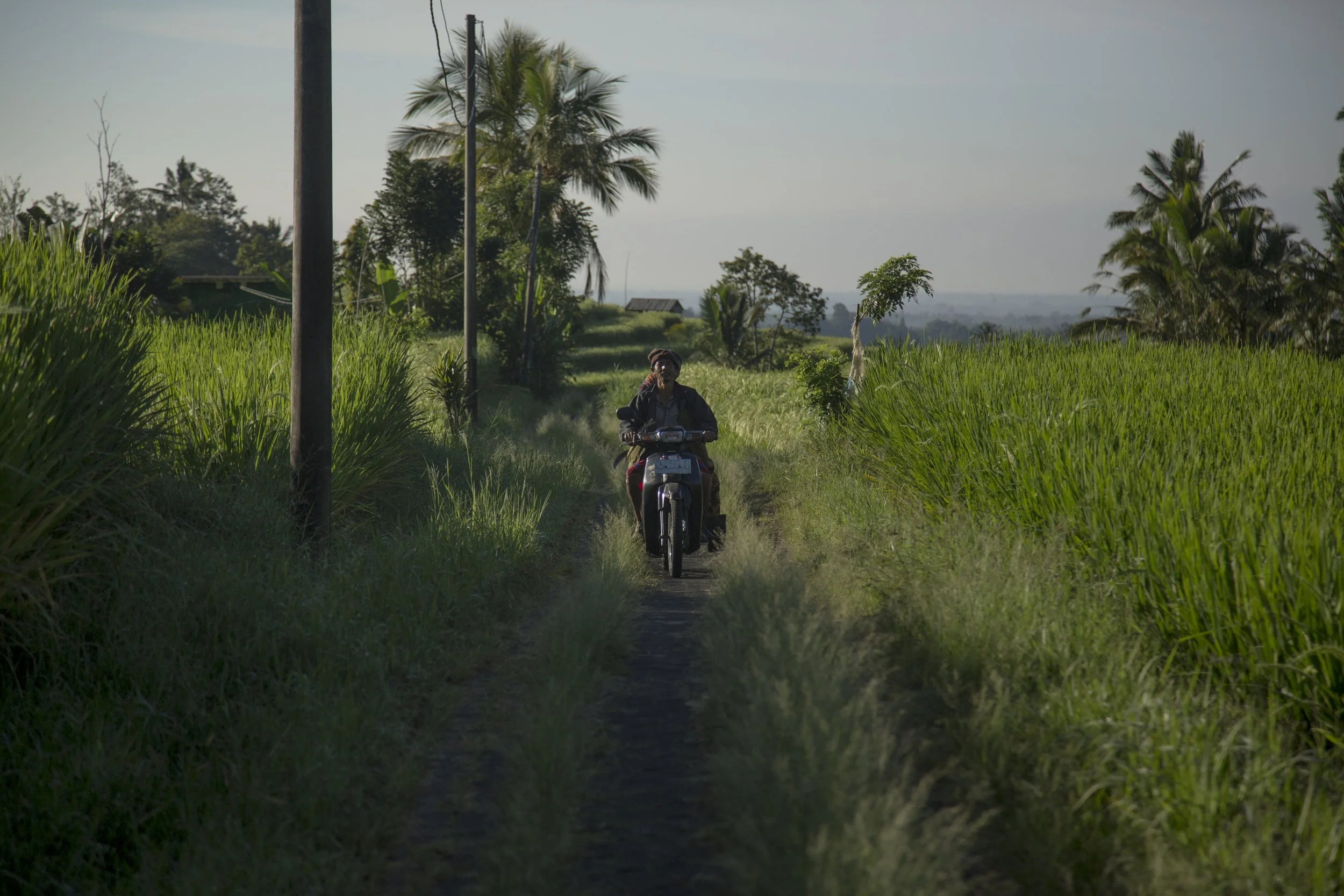 Homme roulant à vélo sur un chemin étroit entouré de cultures vertes et de palmiers, avec un ciel clair.