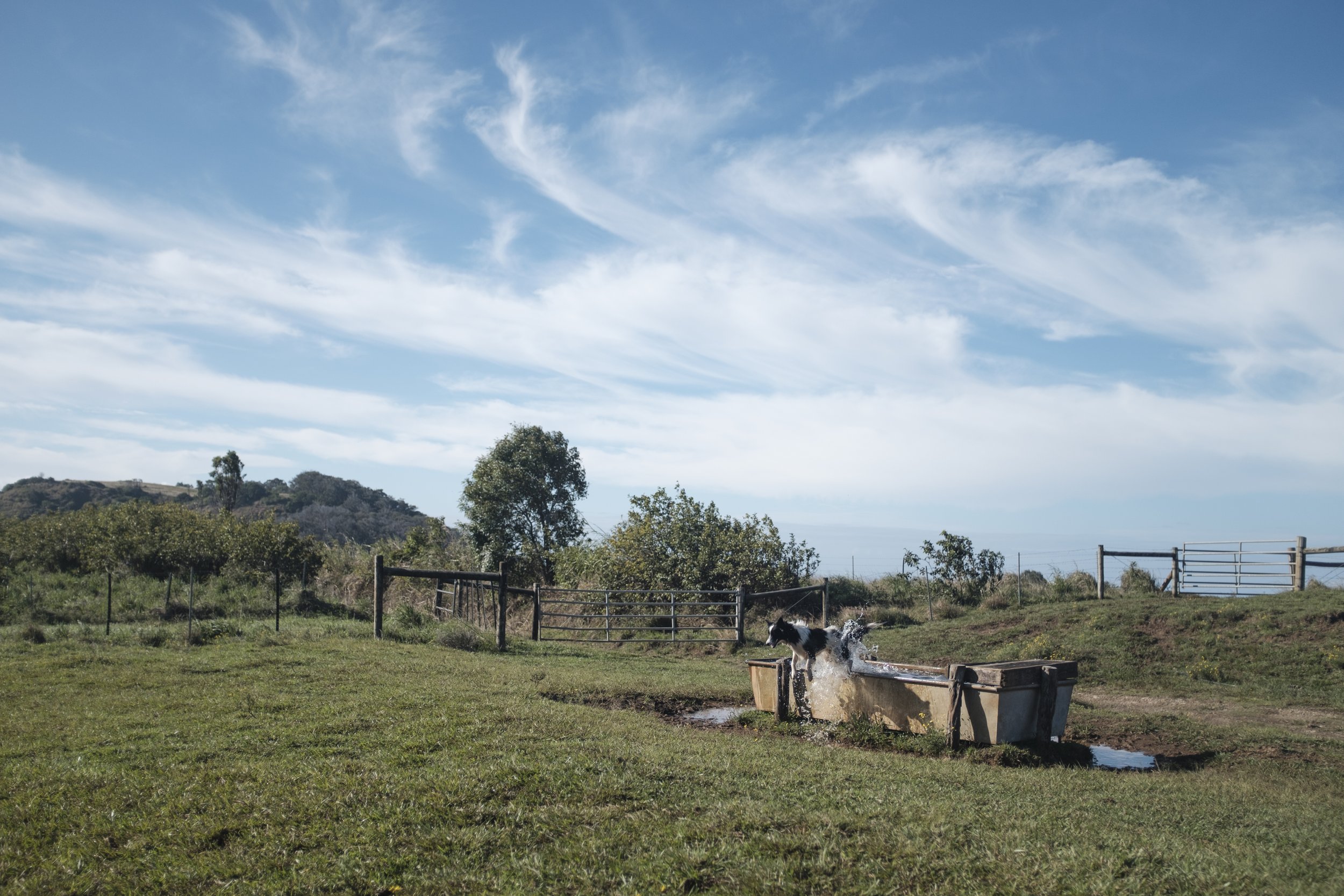 Un cheval noir et blanc sautant dans un bac à eau dans un champ ouvert sous un ciel bleu avec quelques nuages, entouré de clôtures en bois et d'arbres.