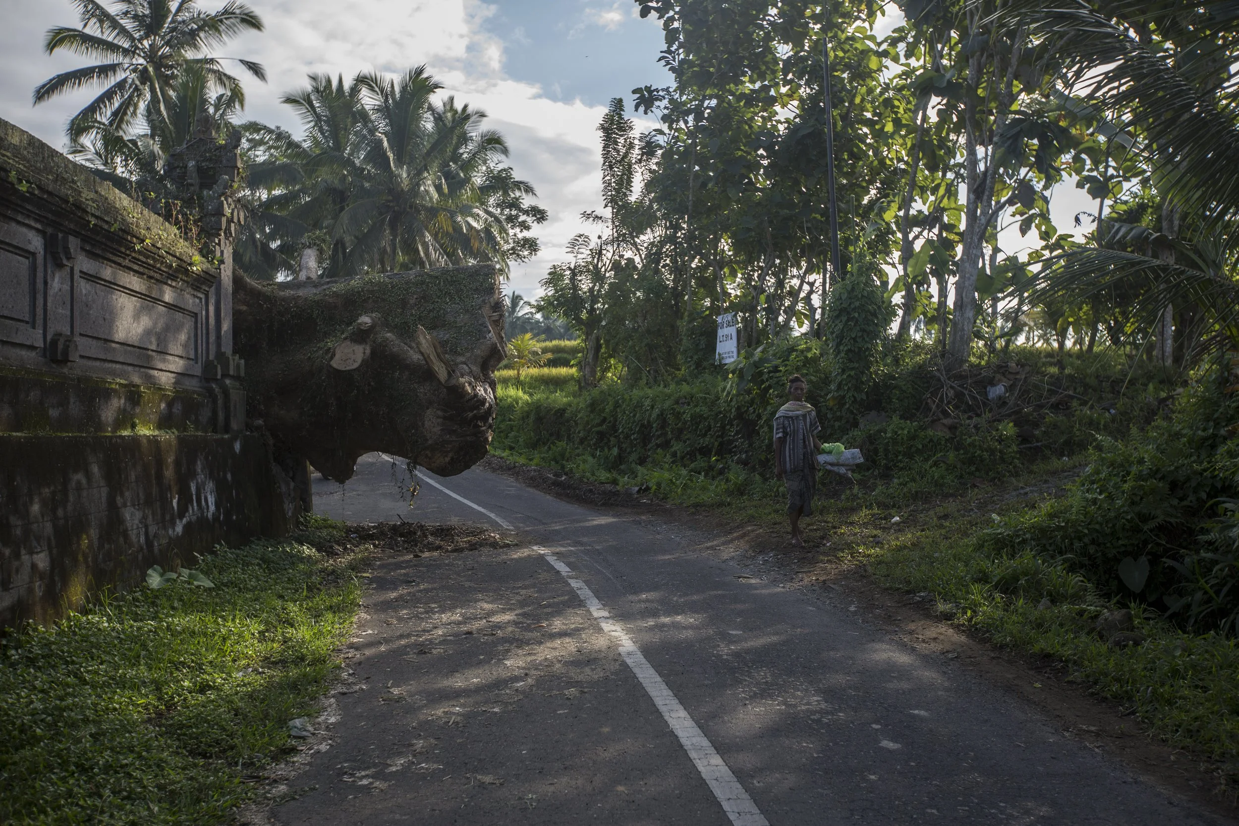 Un homme marche le long d'une route rurale bordée d'arbres verts, avec un arbre tombé bloquant partiellement la route, dans une région tropicale.