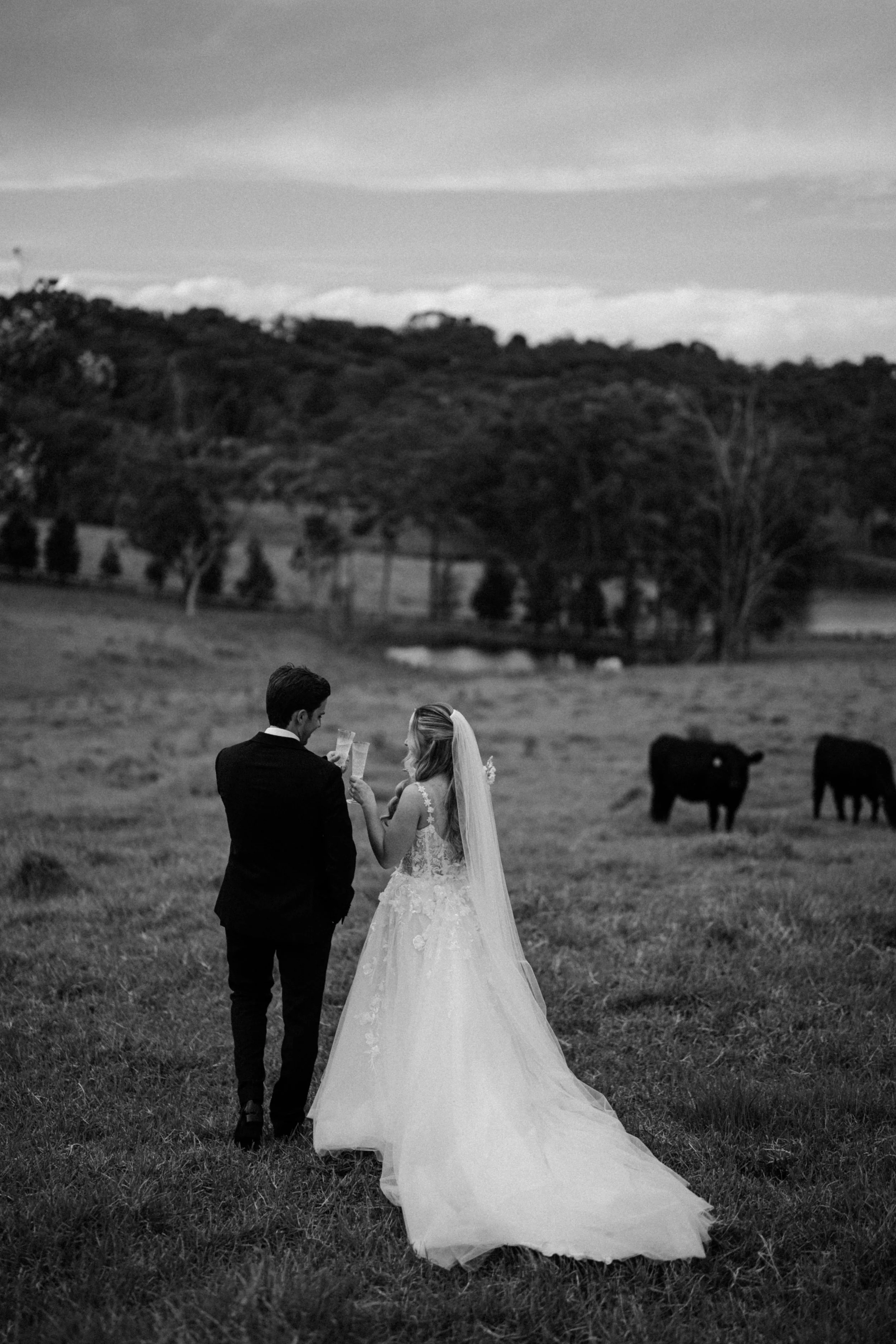 Black and white photo of a bride and groom standing in a grassy field with a backdrop of trees and hills, with grazing cows in the background.