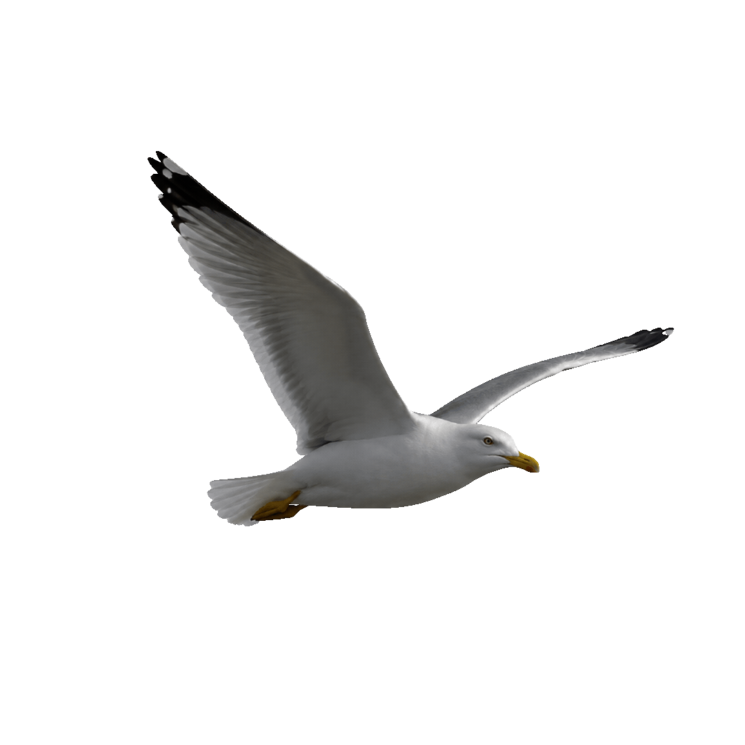 Gaviota en vuelo con alas extendidas y fondo gris