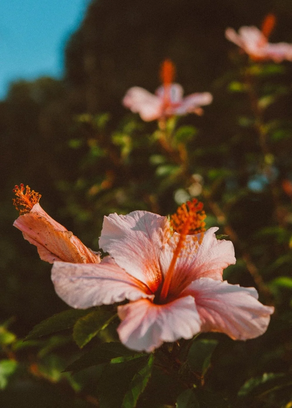 Pink hibiscus flower representing Hawaii and the welcoming environment of Aligned Mental Health and Wellness Studio.