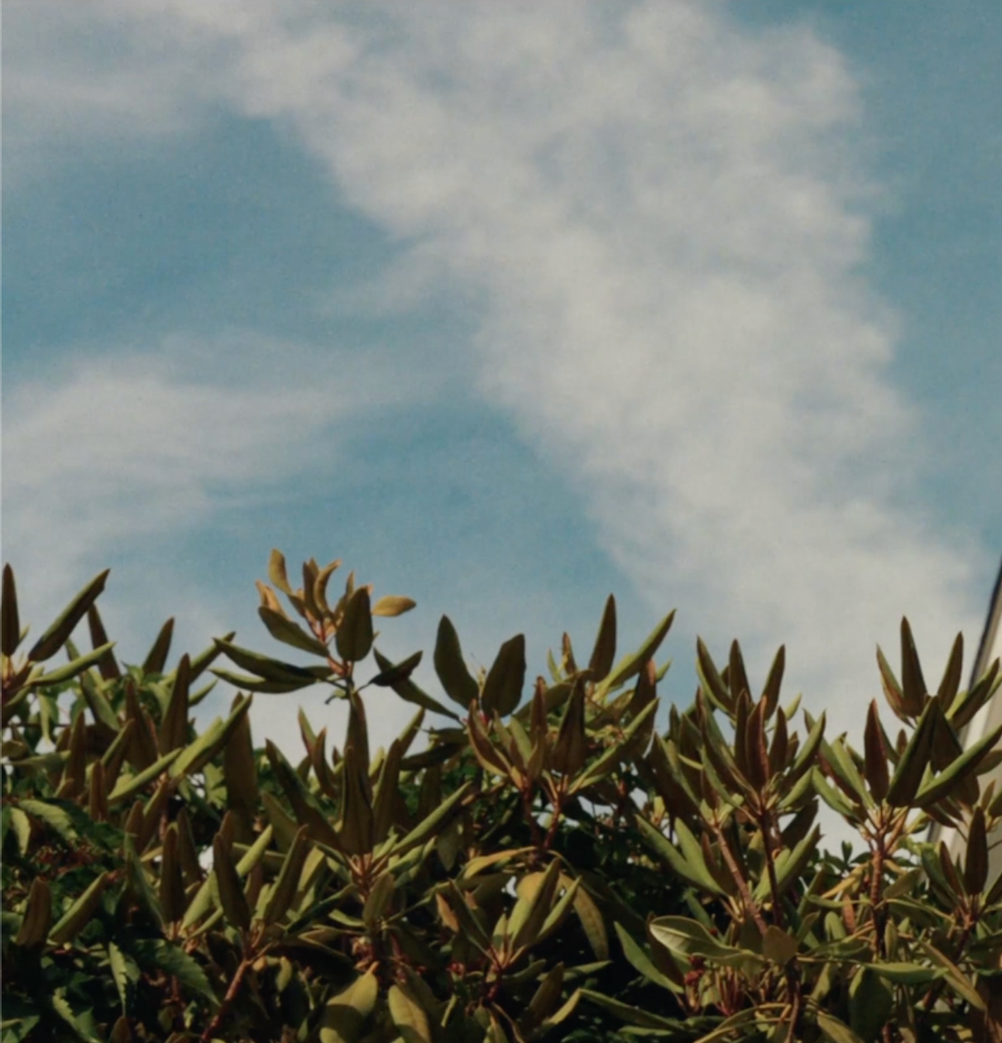 Close-up of green shrubbery with elongated leaves against a partly cloudy blue sky.